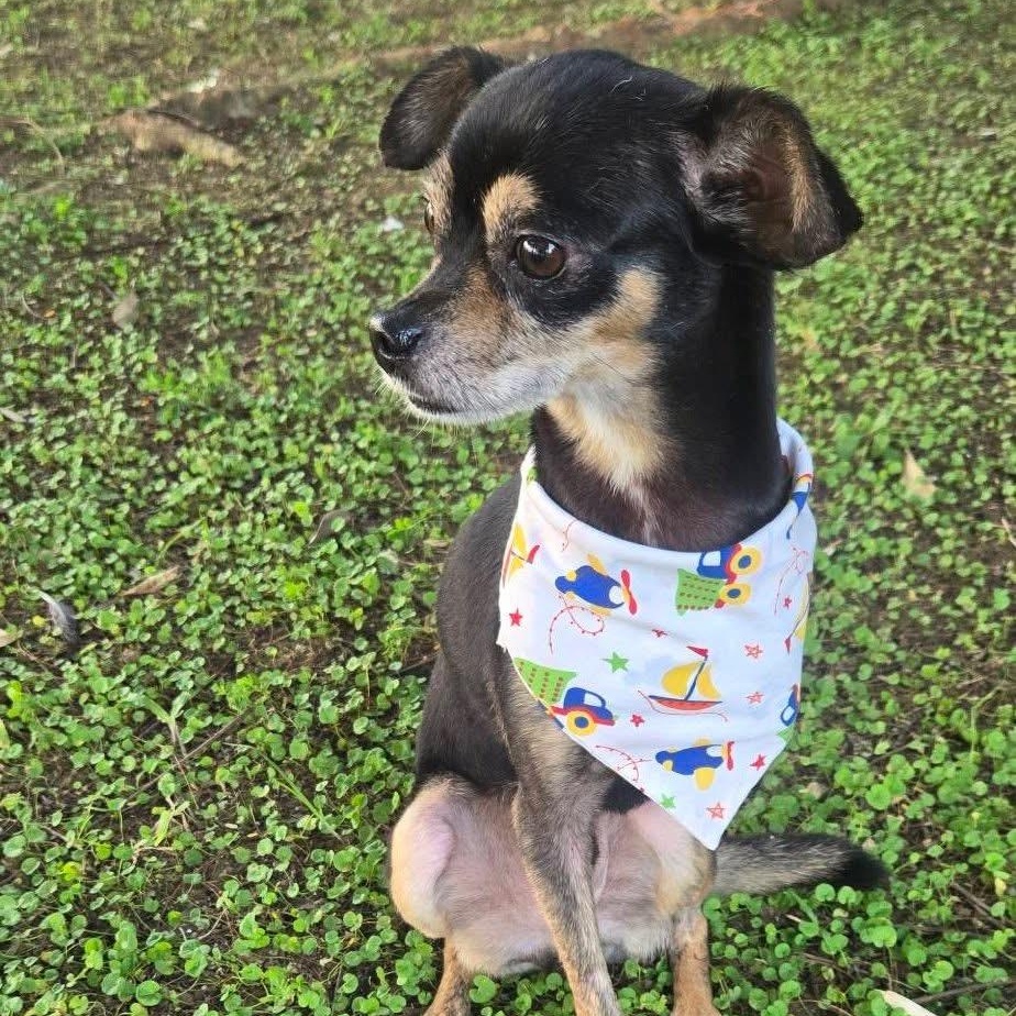 Enlarge VALENTINO CRUZ (out of town), an adopted mixed breed in New York, NY image 2/4