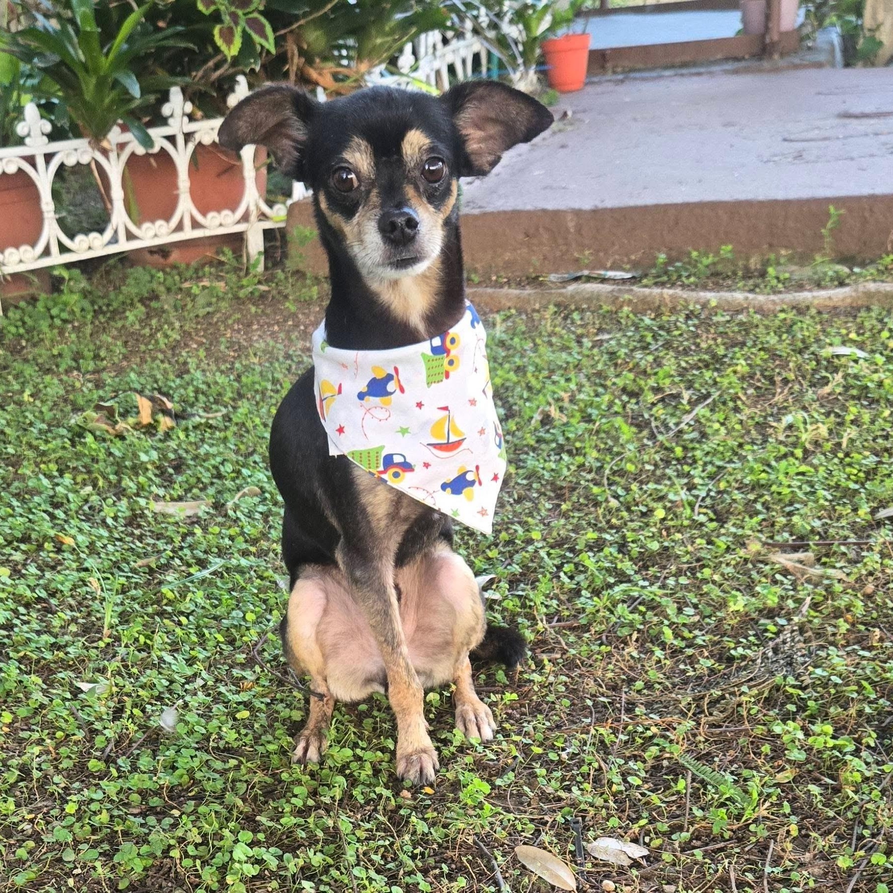 VALENTINO CRUZ (out of town), adopted, Adult Male Chihuahua.