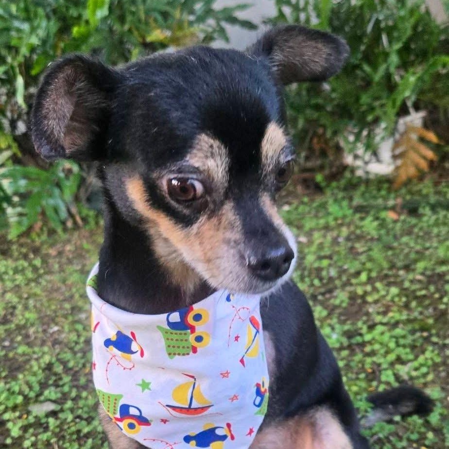 Enlarge VALENTINO CRUZ (out of town), an adopted mixed breed in New York, NY image 4/4