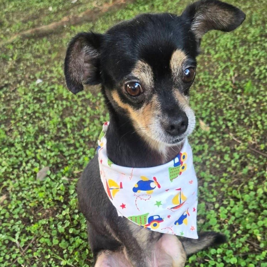 Enlarge VALENTINO CRUZ (out of town), an adopted mixed breed in New York, NY image 3/4