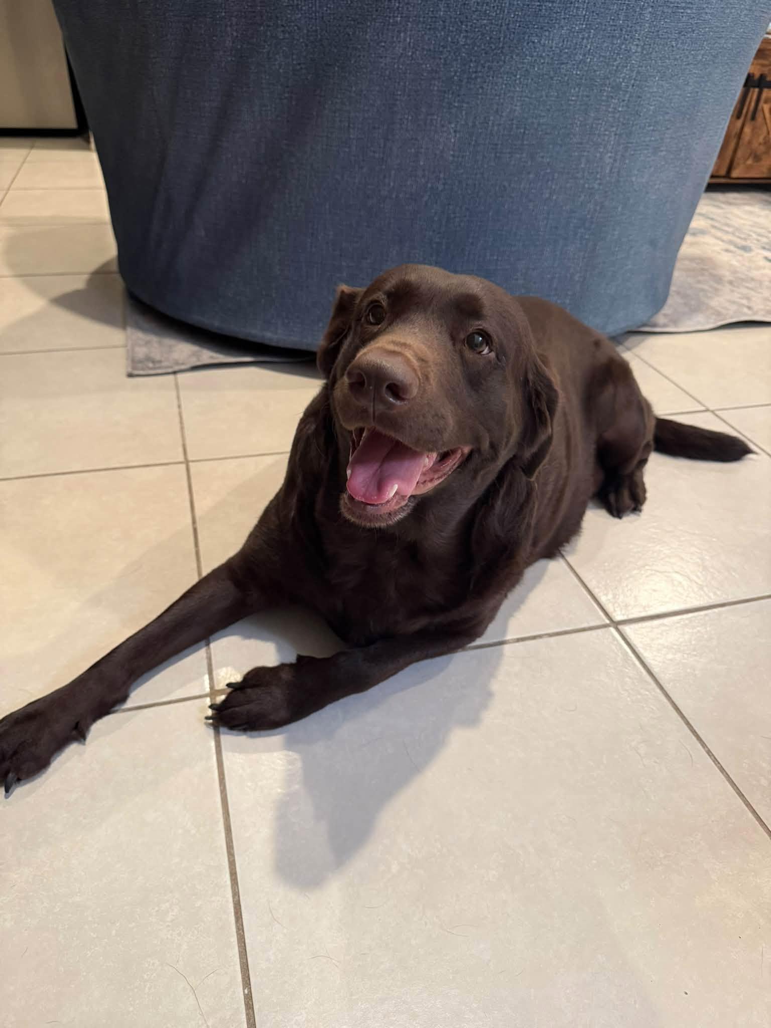 Enlarge Bailey, a Adopted Labrador Retriever in Woodstock, ON image 1/5