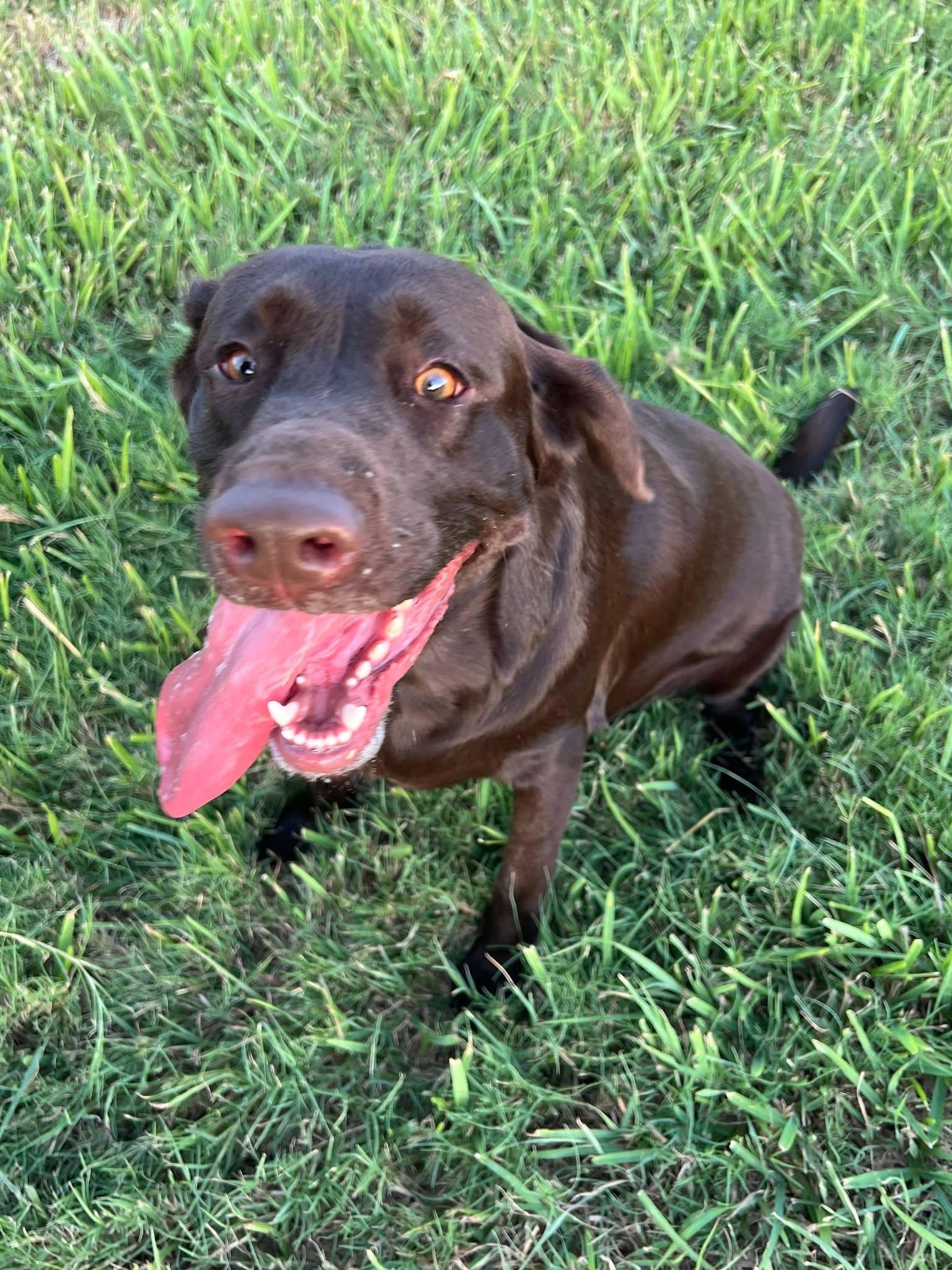 Enlarge Bailey, a Adopted Labrador Retriever in Woodstock, ON image 2/5