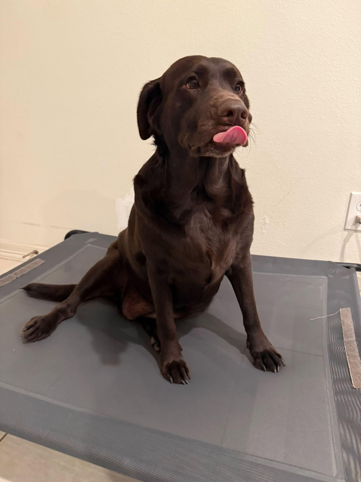 Enlarge Bailey, a Adopted Labrador Retriever in Woodstock, ON image 5/5