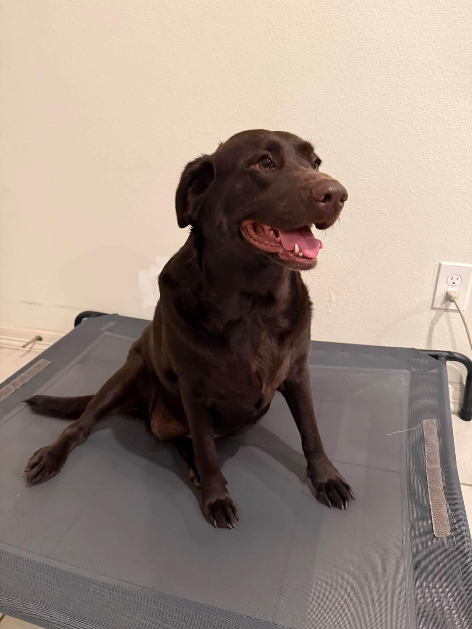 Enlarge Bailey, a Adopted Labrador Retriever in Woodstock, ON image 4/5