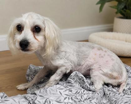 Goose, Adoptable, Puppy Male Coton de Tulear.