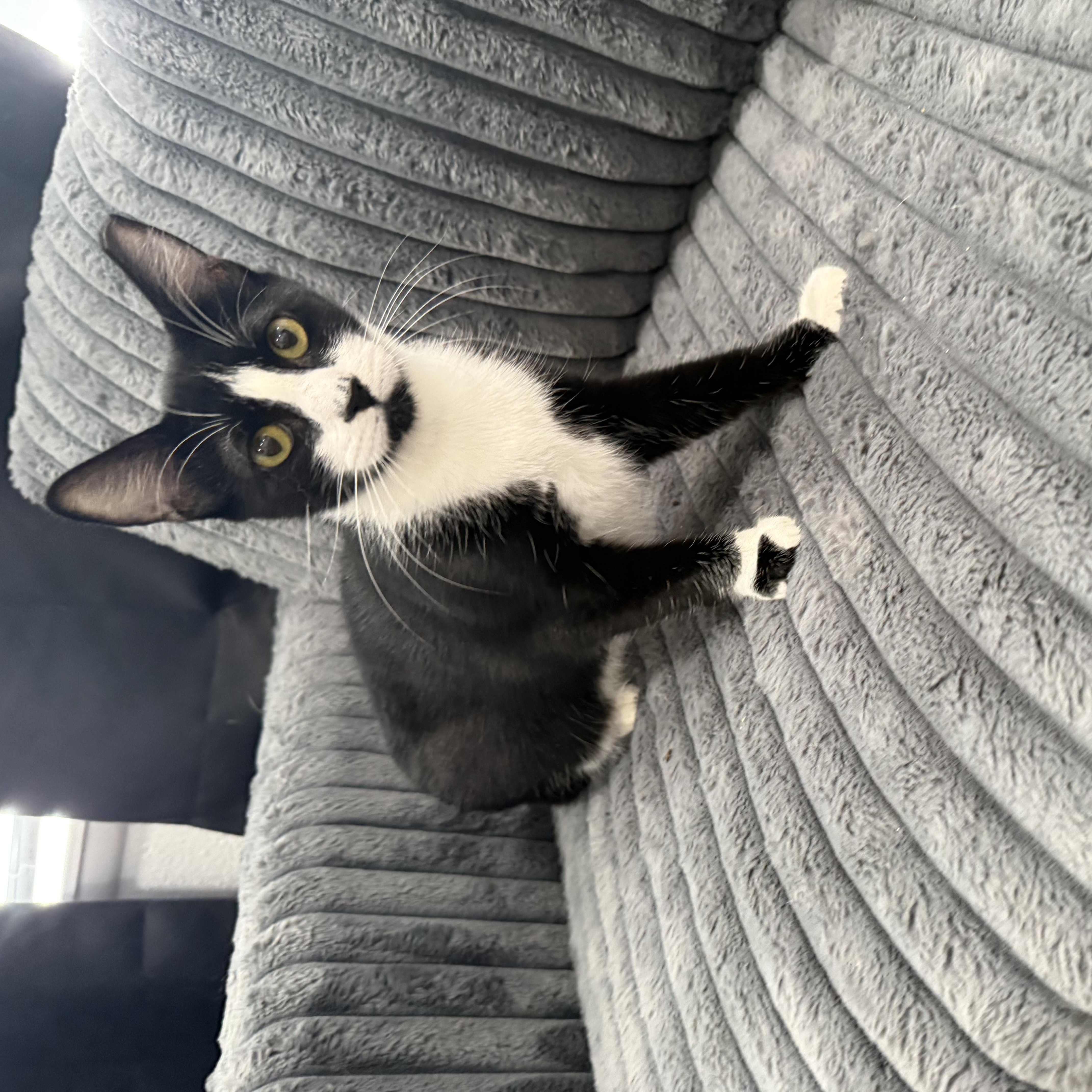 Enlarge Scooter, a ADOPTABLE Tuxedo in Fresno, CA image 3/5