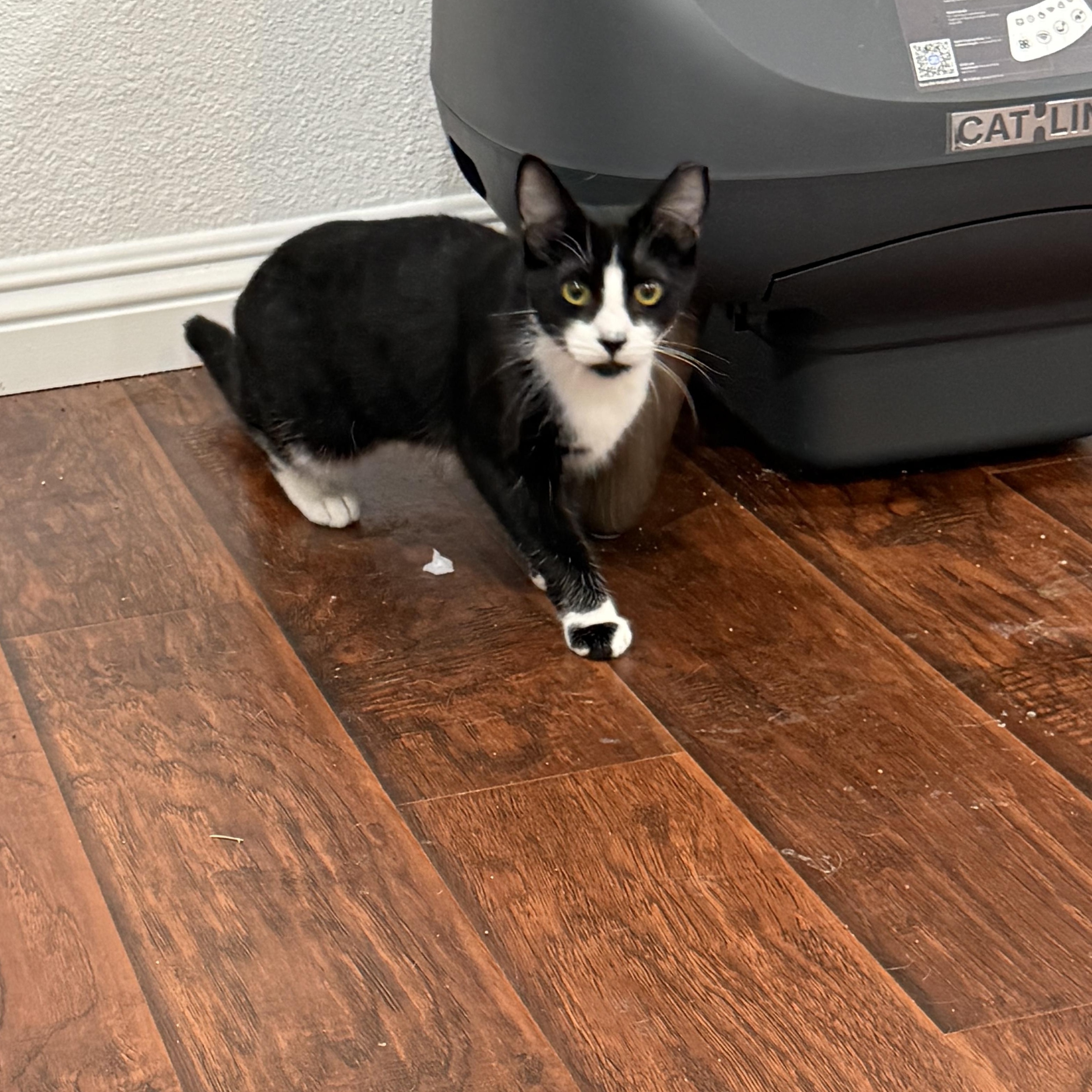 Enlarge Scooter, a ADOPTABLE Tuxedo in Fresno, CA image 5/5