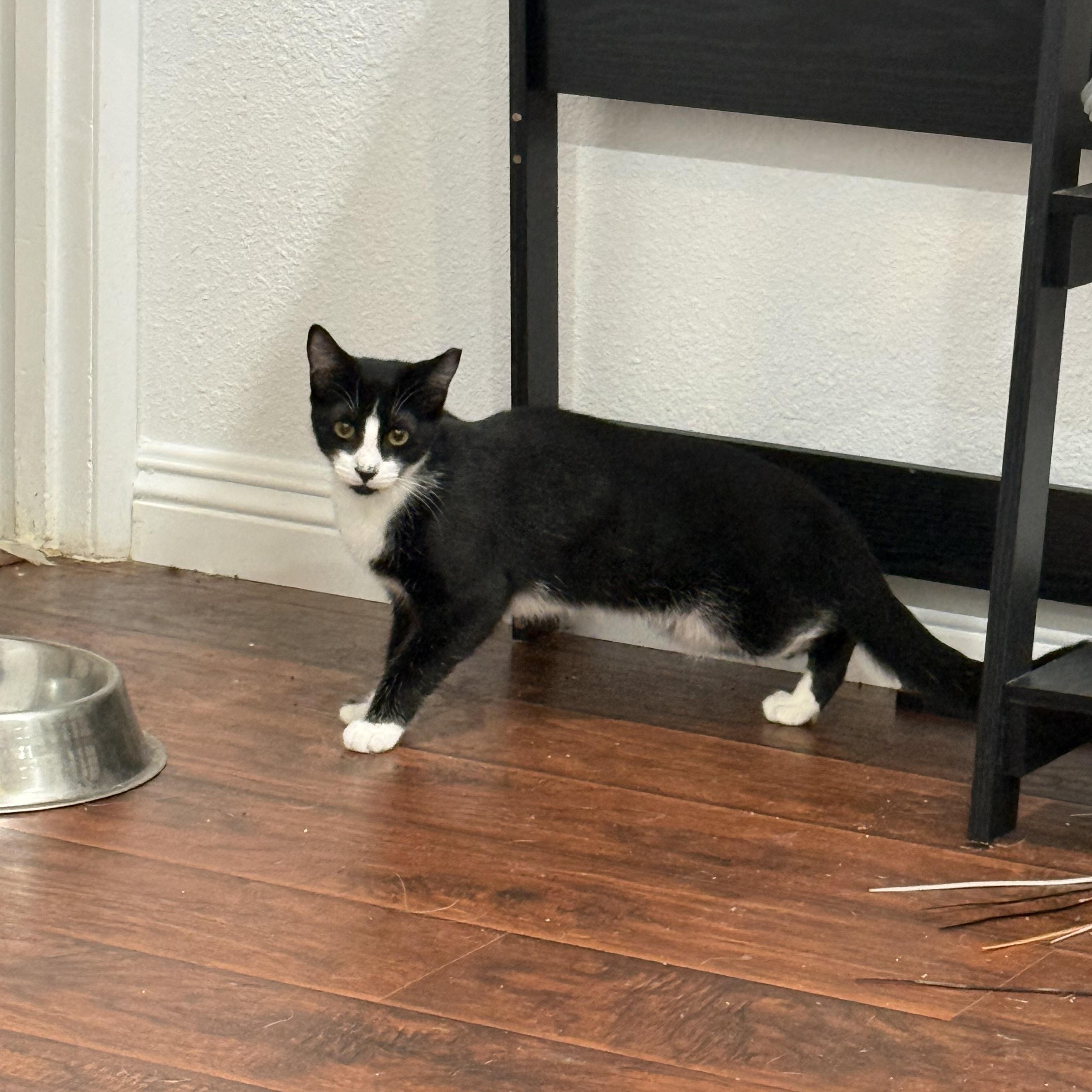 Enlarge Scooter, a ADOPTABLE Tuxedo in Fresno, CA image 1/5