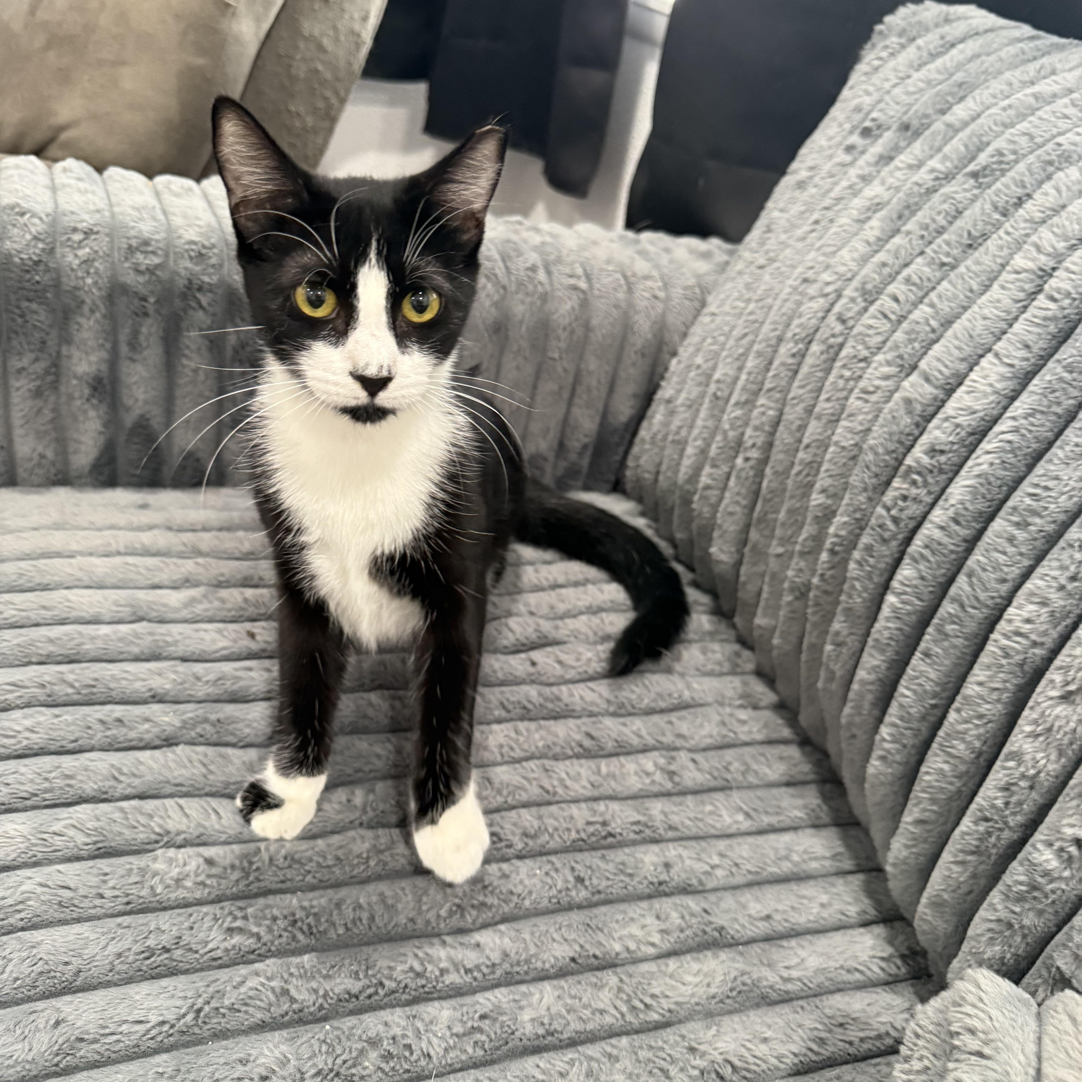 Enlarge Scooter, a ADOPTABLE Tuxedo in Fresno, CA image 2/5