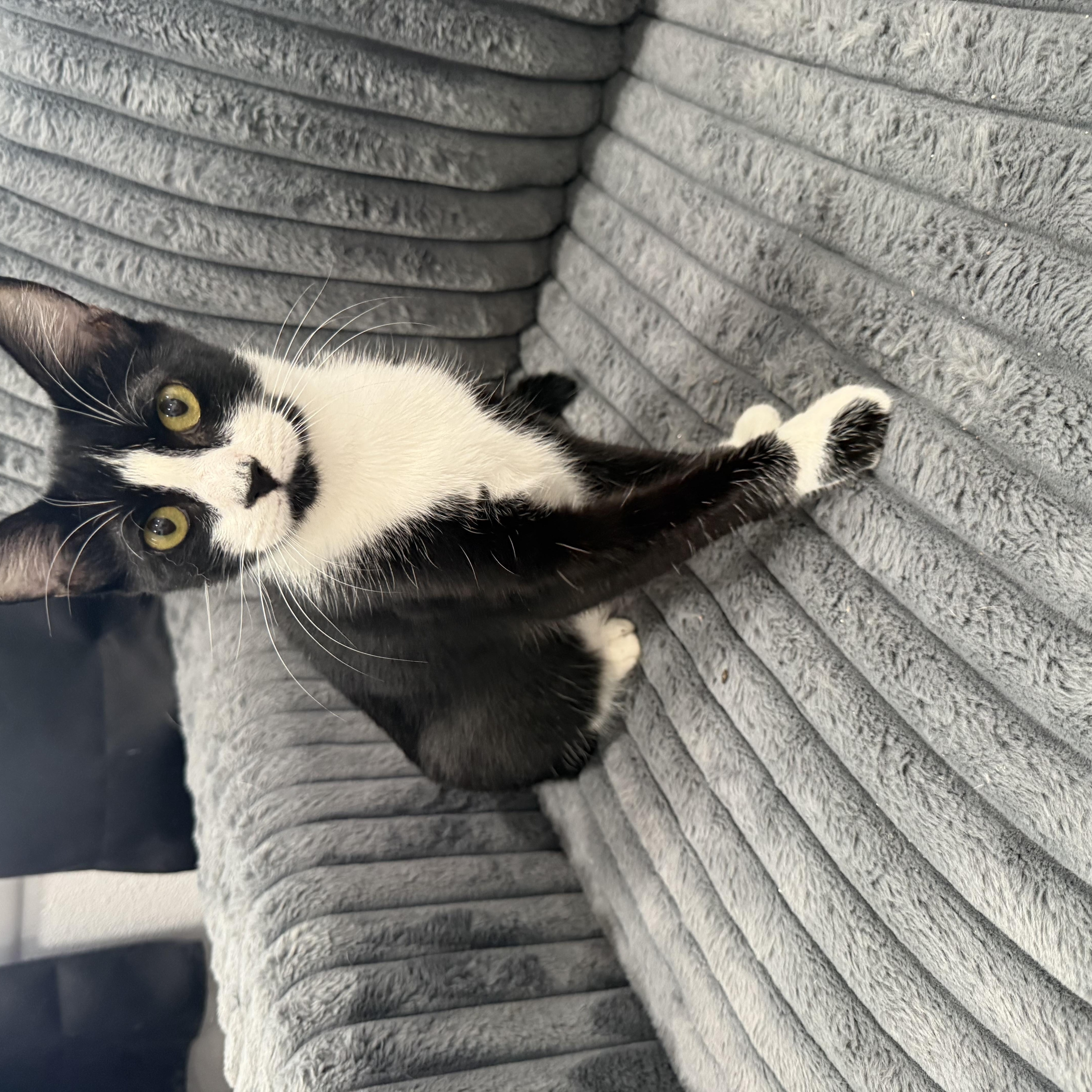 Enlarge Scooter, a ADOPTABLE Tuxedo in Fresno, CA image 4/5