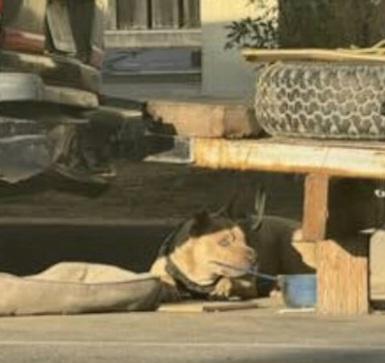 Moose is a happy puppy, Adopted, Puppy Male Pit Bull Terrier & Staffordshire Bull Terrier.