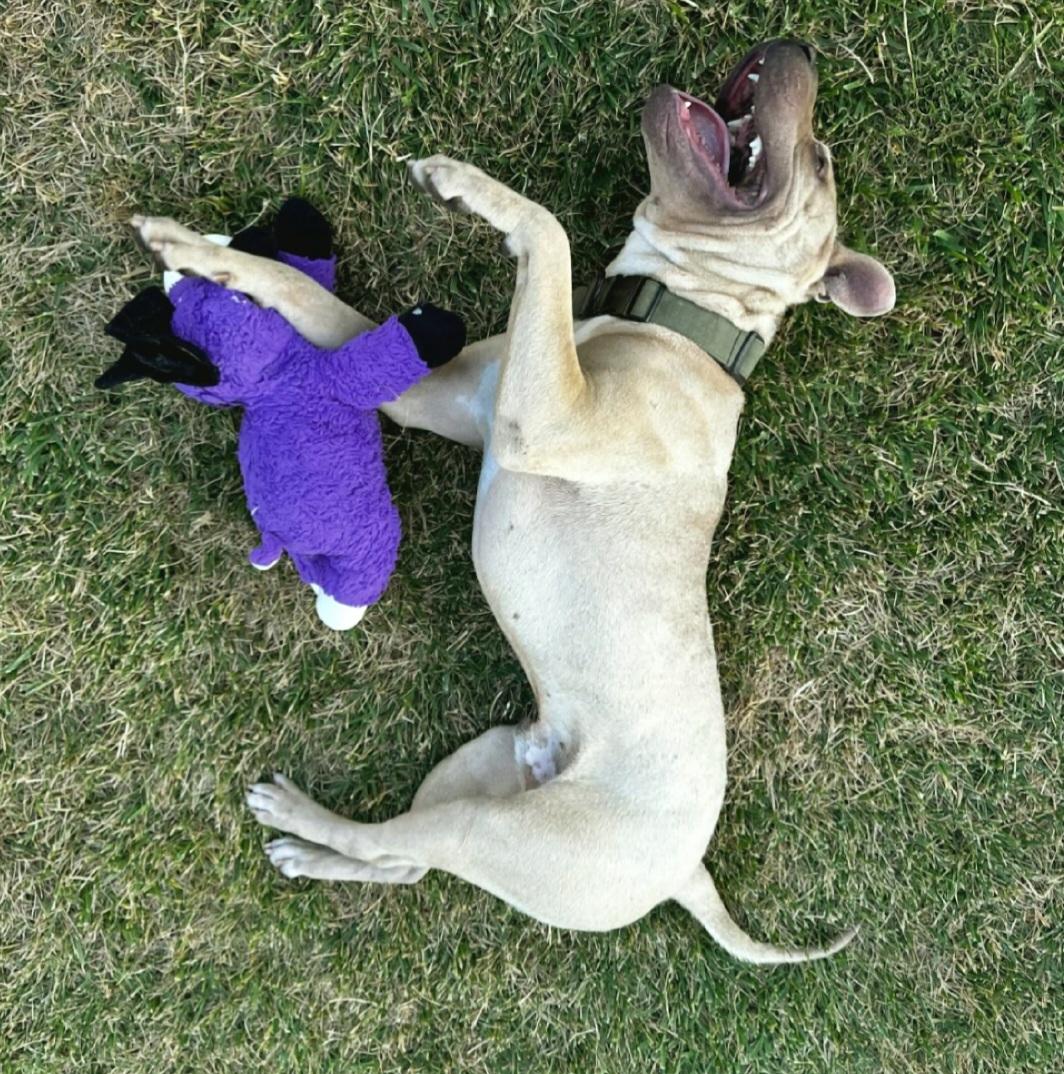 Enlarge Moose is a happy puppy, a Adopted mixed breed in Redondo Beach, CA image 2/5