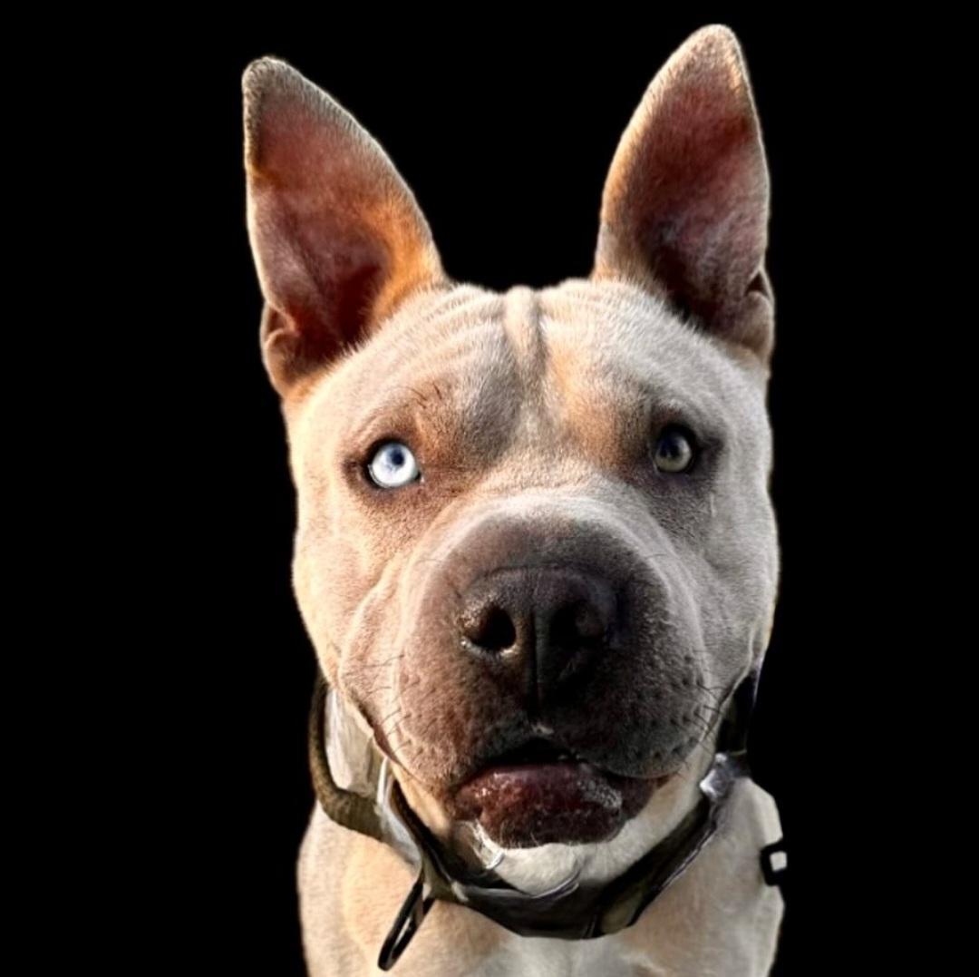 Enlarge Moose is a happy puppy, a Adopted mixed breed in Redondo Beach, CA image 3/5