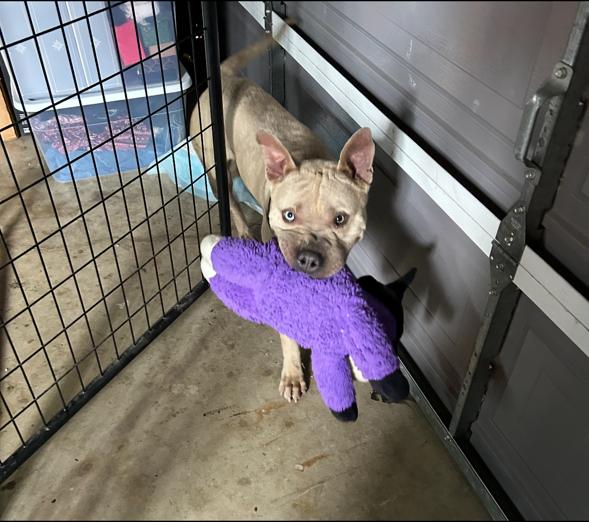 Moose is a happy puppy, Adopted, Puppy Male Pit Bull Terrier & Staffordshire Bull Terrier.