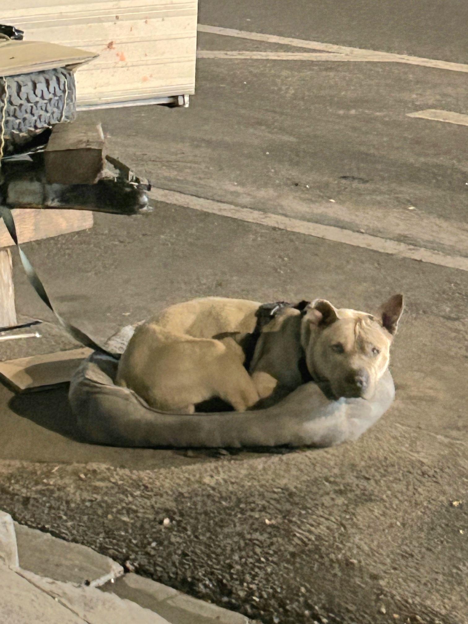 Enlarge Moose is a happy puppy, a Adopted mixed breed in Redondo Beach, CA image 5/5