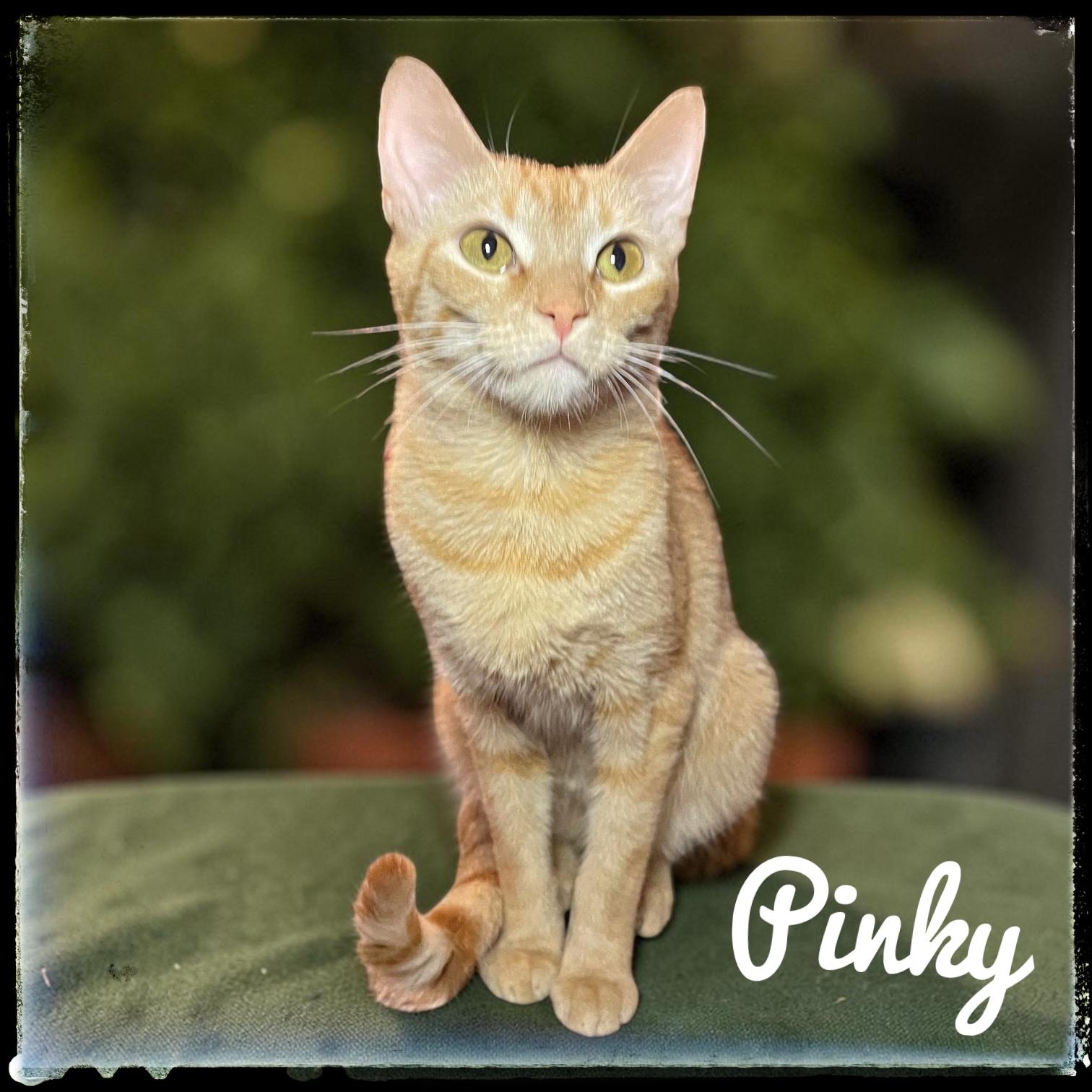 Enlarge Pinky, a Adoptable Domestic Short Hair in El Cajon, CA image 1/1