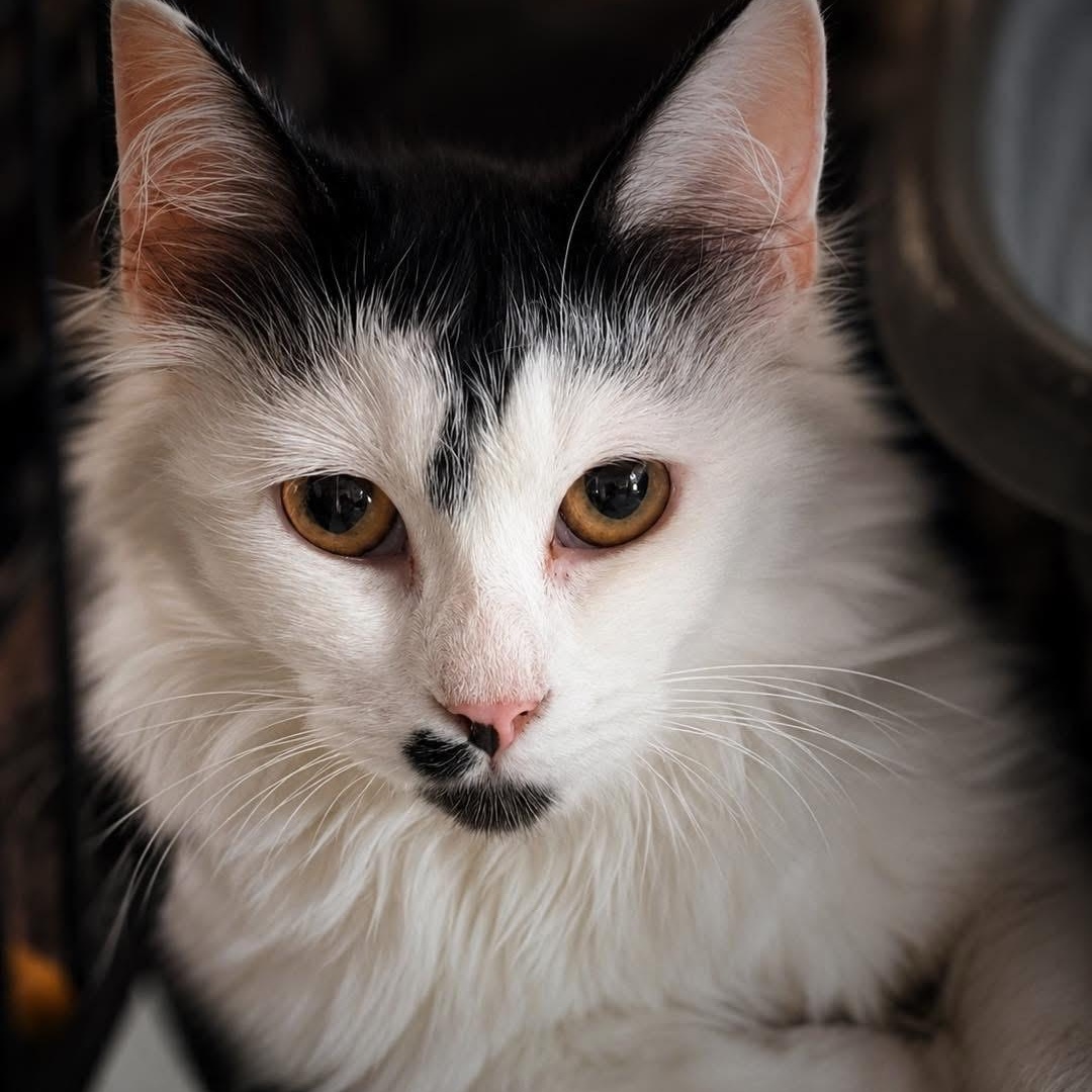 Enlarge Millie, a Adoptable Domestic Long Hair in Ford City, PA image 1/2