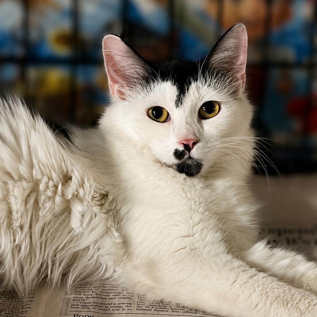 Enlarge Millie, a Adoptable Domestic Long Hair in Ford City, PA image 2/2