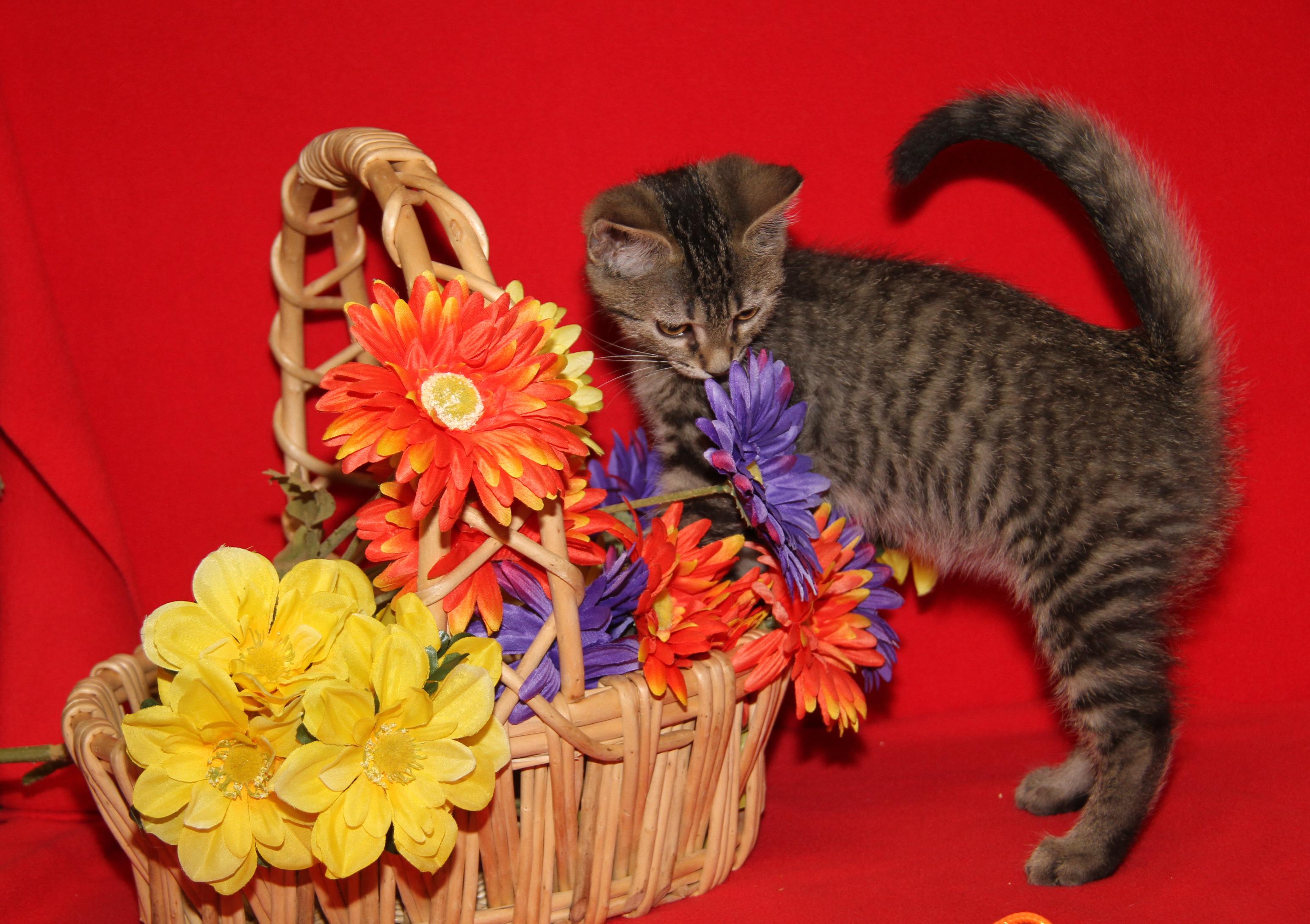 Chickadee (Neutered) (Photos July 4th 2026), an adopted mixed breed in Marietta, OH image 6/6