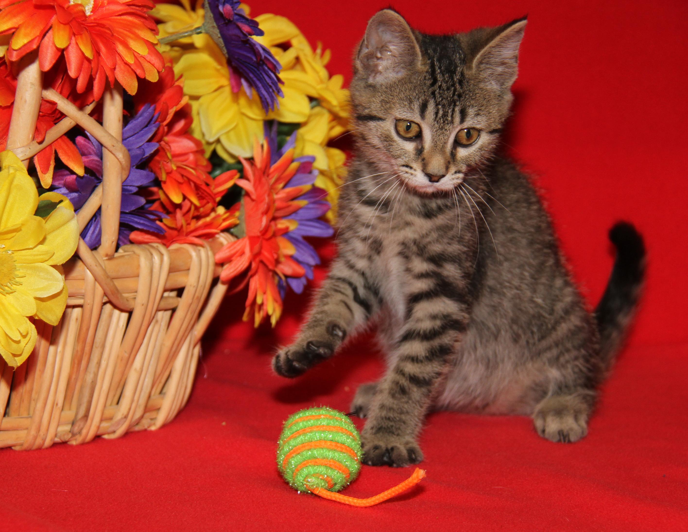 Chickadee (Neutered) (Photos July 4th 2026), an adopted mixed breed in Marietta, OH image 4/6