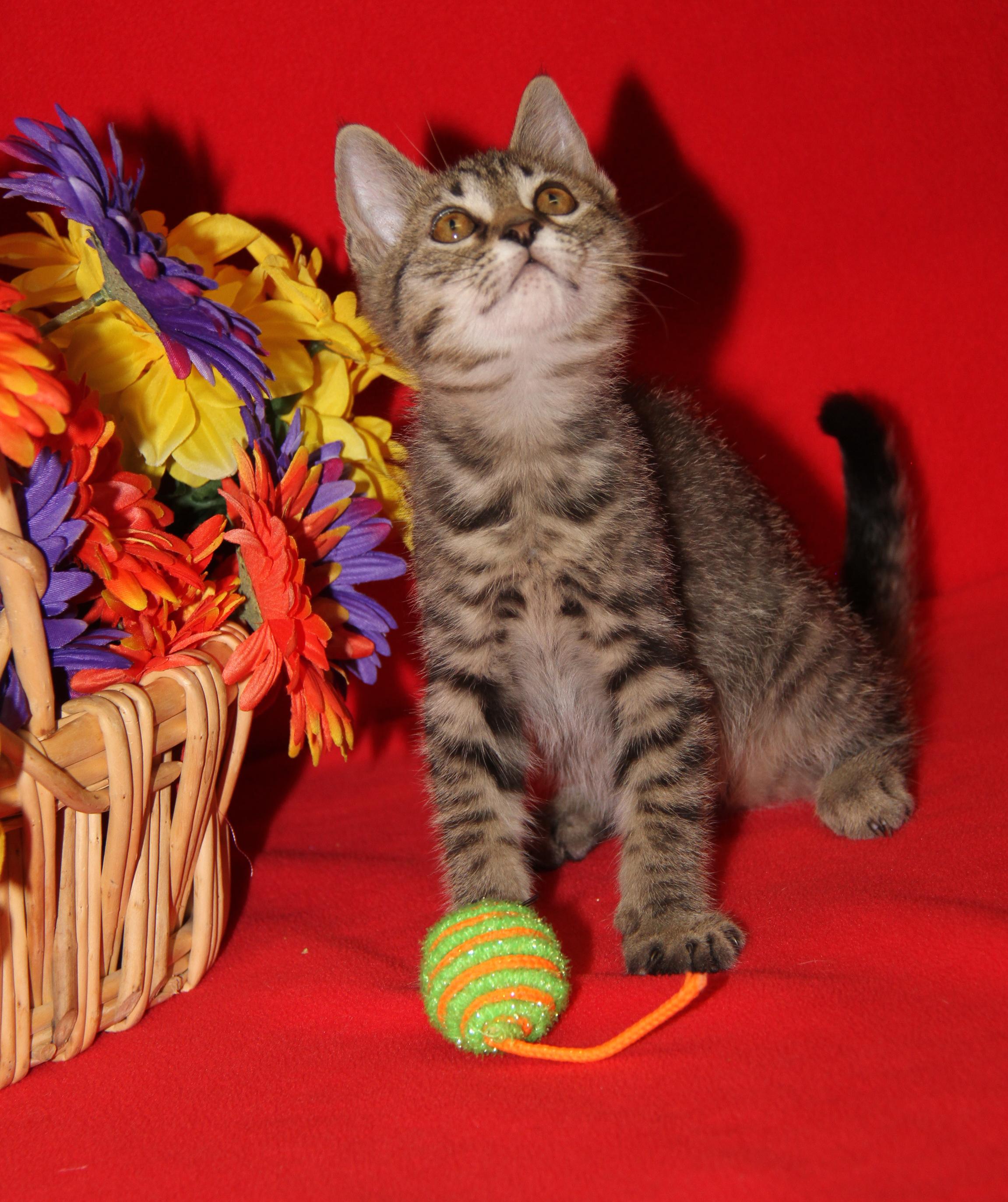 Chickadee (Neutered) (Photos July 4th 2026), an adopted mixed breed in Marietta, OH image 3/6