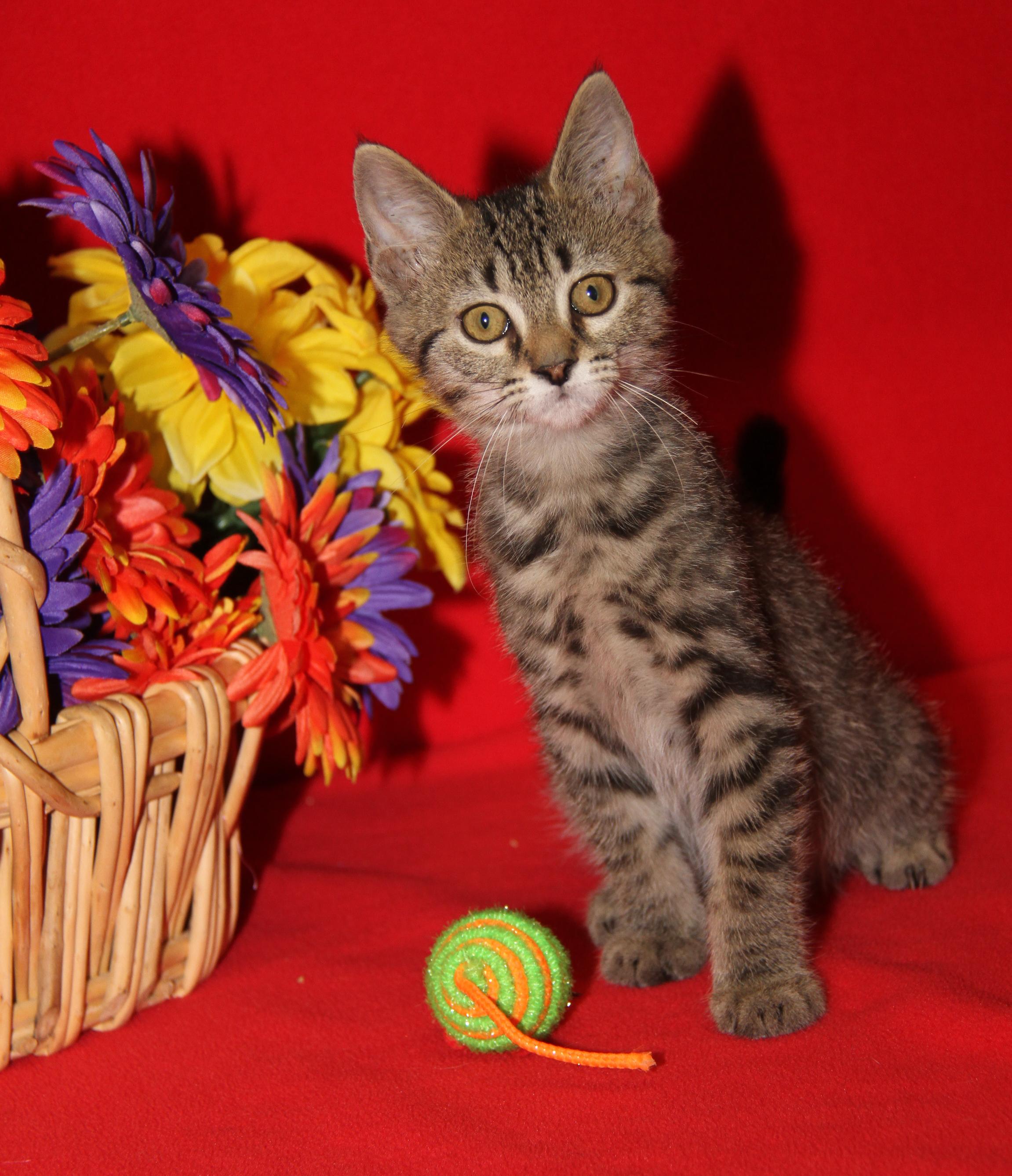 Chickadee (Neutered) (Photos July 4th 2026), an adopted mixed breed in Marietta, OH image 2/6