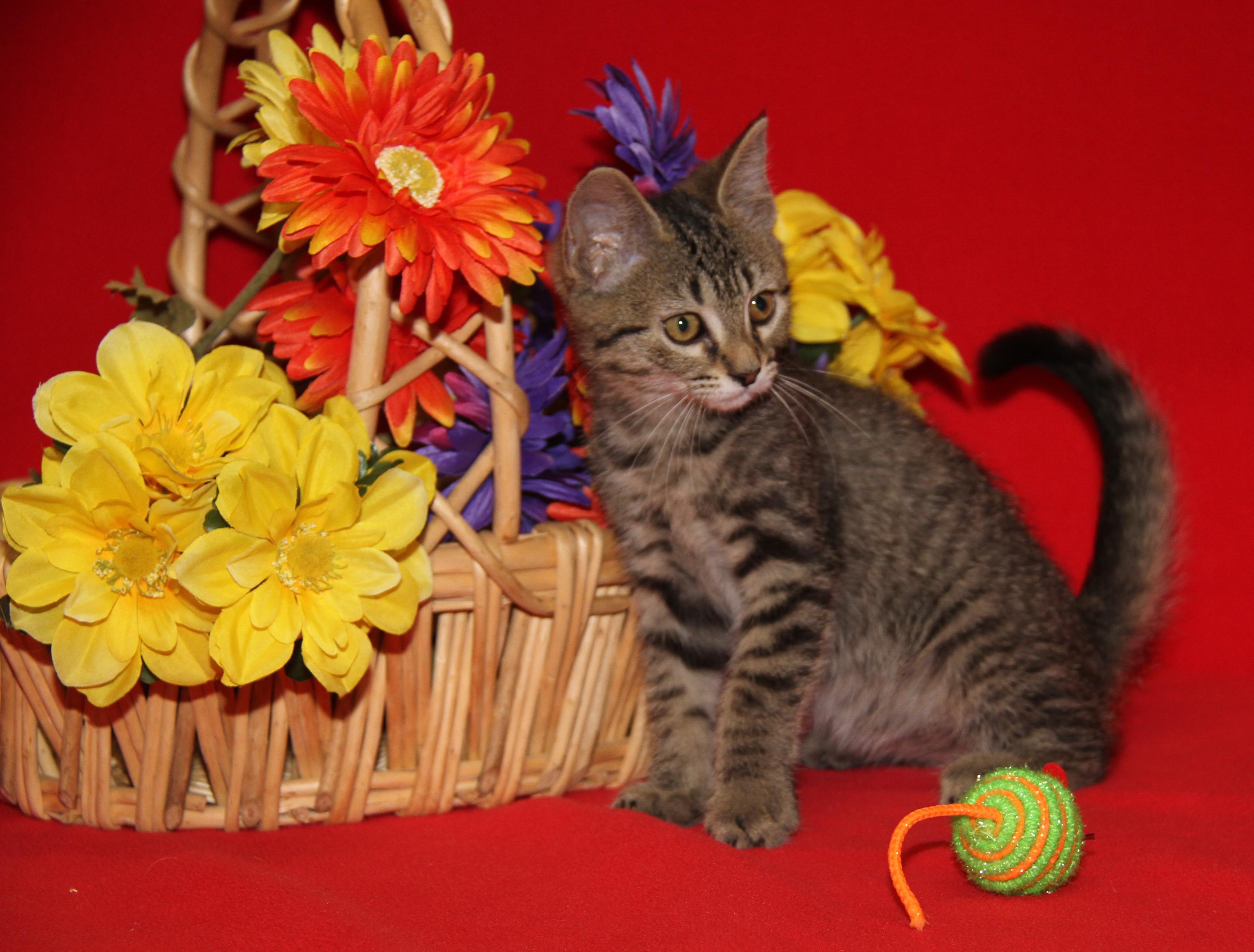 Chickadee (Neutered) (Photos July 4th 2026), an adopted mixed breed in Marietta, OH image 5/6