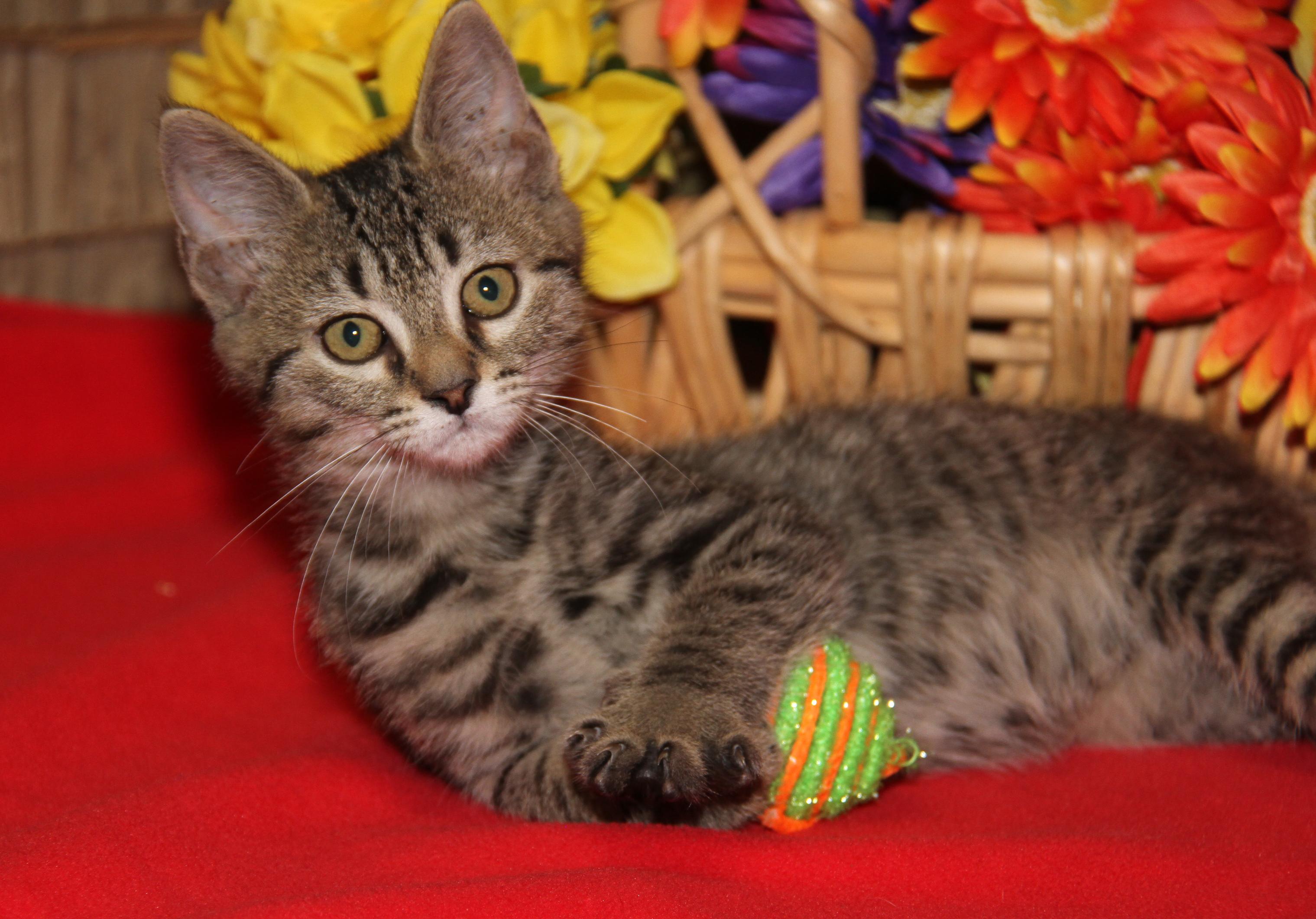 Chickadee (Neutered) (Photos July 4th 2026), an adopted mixed breed in Marietta, OH image 1/6