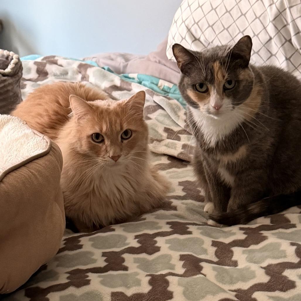Gypsy C10967, a Adoptable Domestic Medium Hair in Minneapolis, MN image 1/5