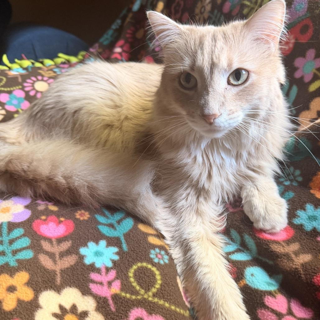Gypsy C10967, a Adoptable Domestic Medium Hair in Minneapolis, MN image 2/5