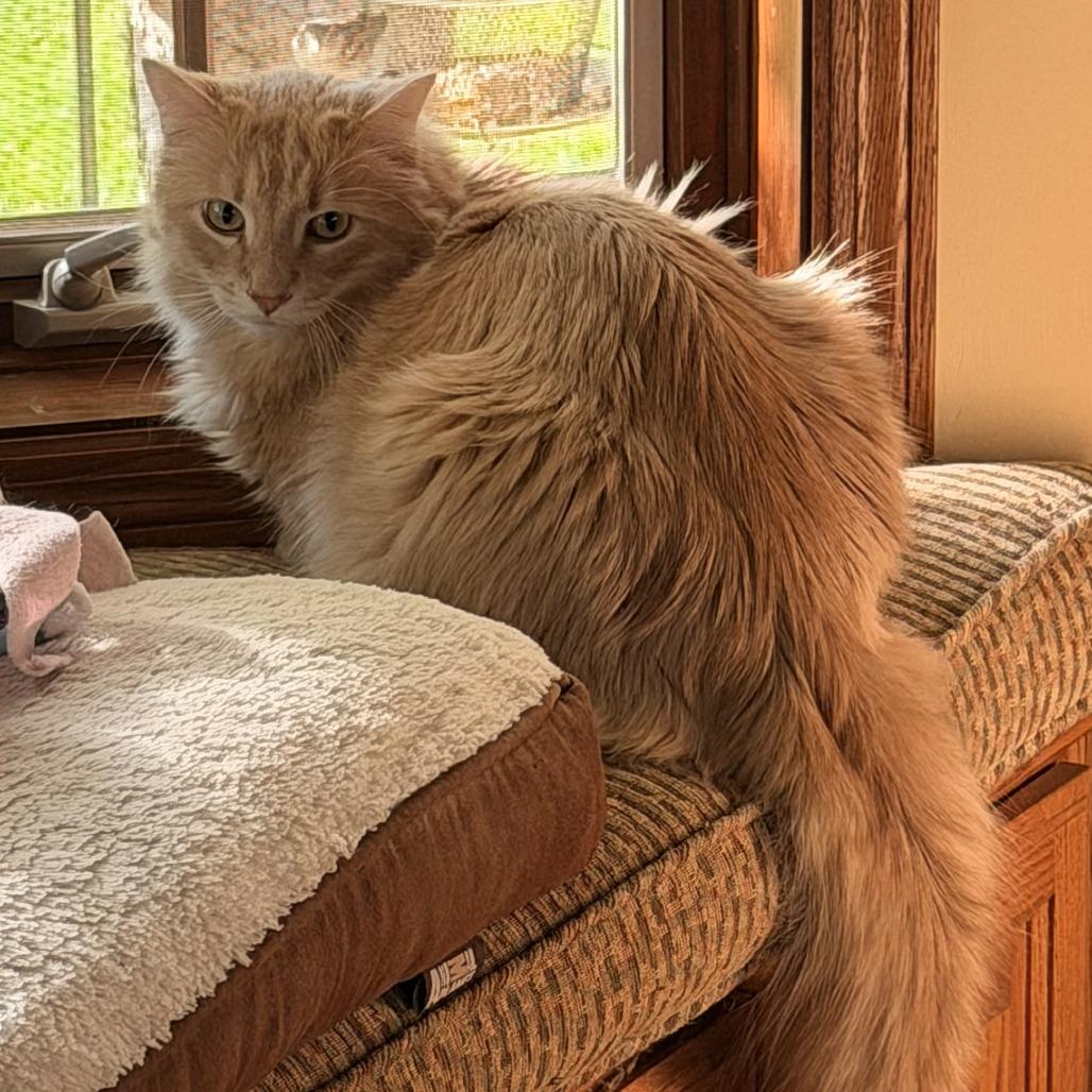 Gypsy C10967, a Adoptable Domestic Medium Hair in Minneapolis, MN image 3/5