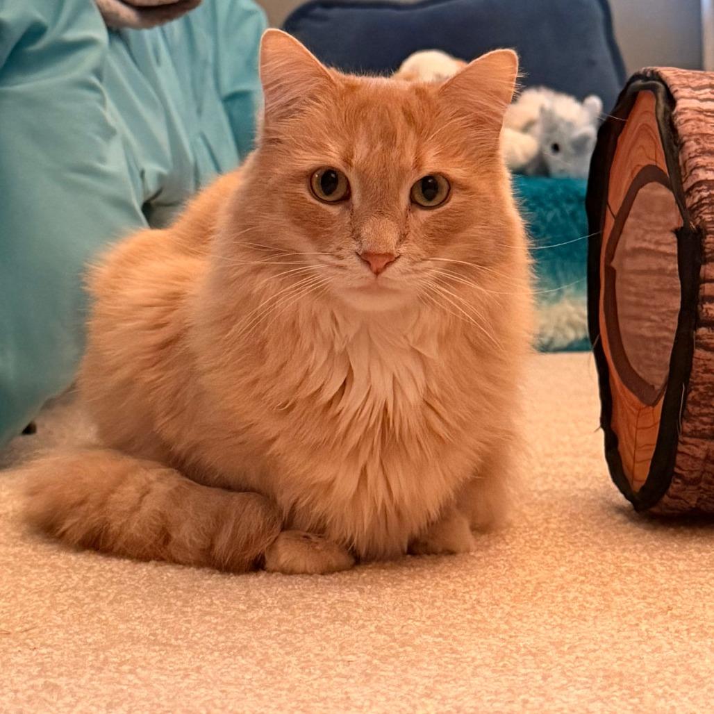 Gypsy C10967, Adoptable, Adult Male Domestic Medium Hair.