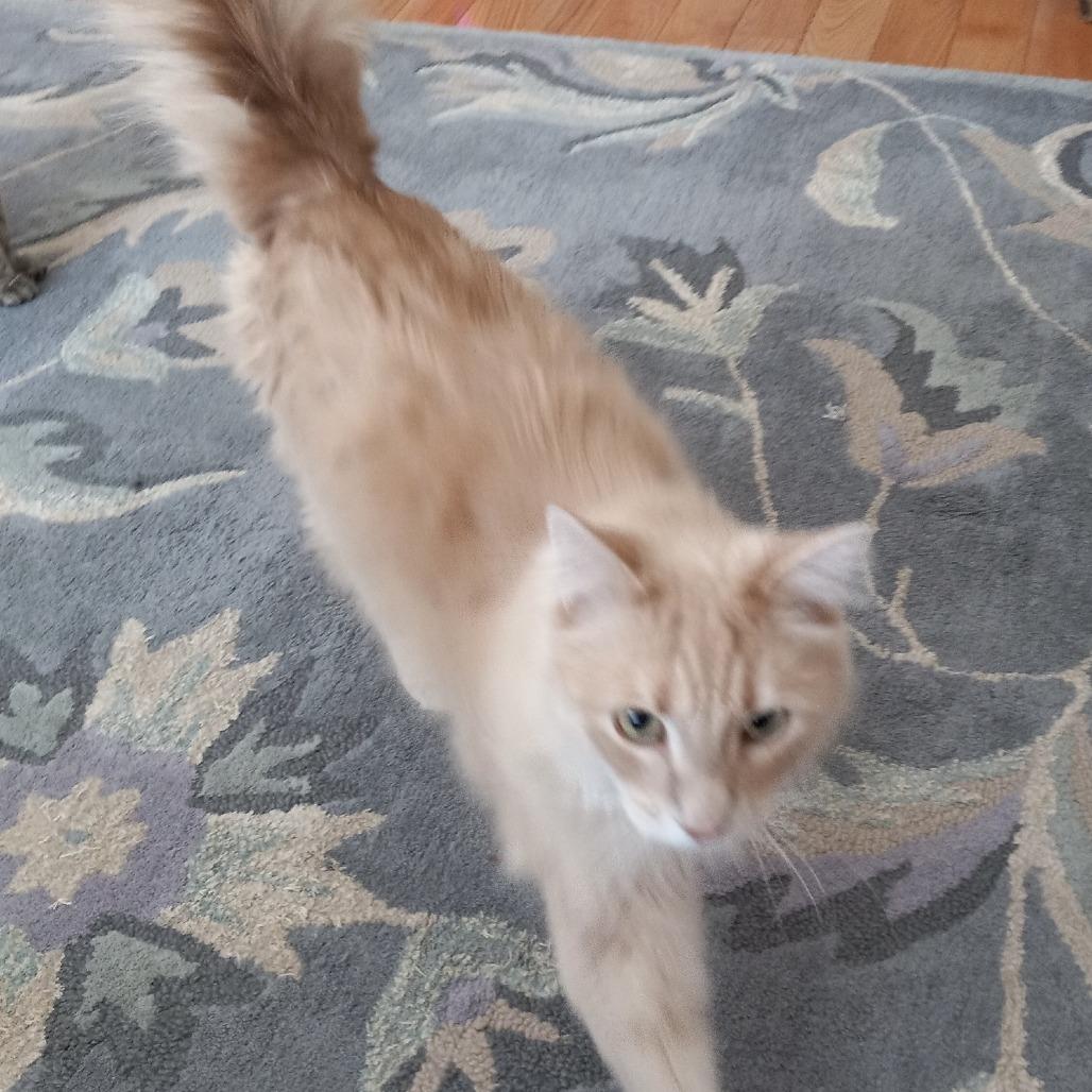 Gypsy C10967, a Adoptable Domestic Medium Hair in Savage, MN image 1/5