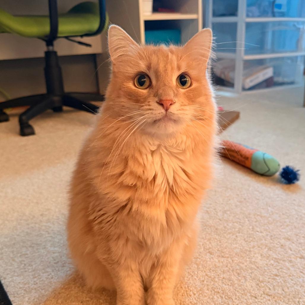 Gypsy C10967, a Adoptable Domestic Medium Hair in Minneapolis, MN image 5/5