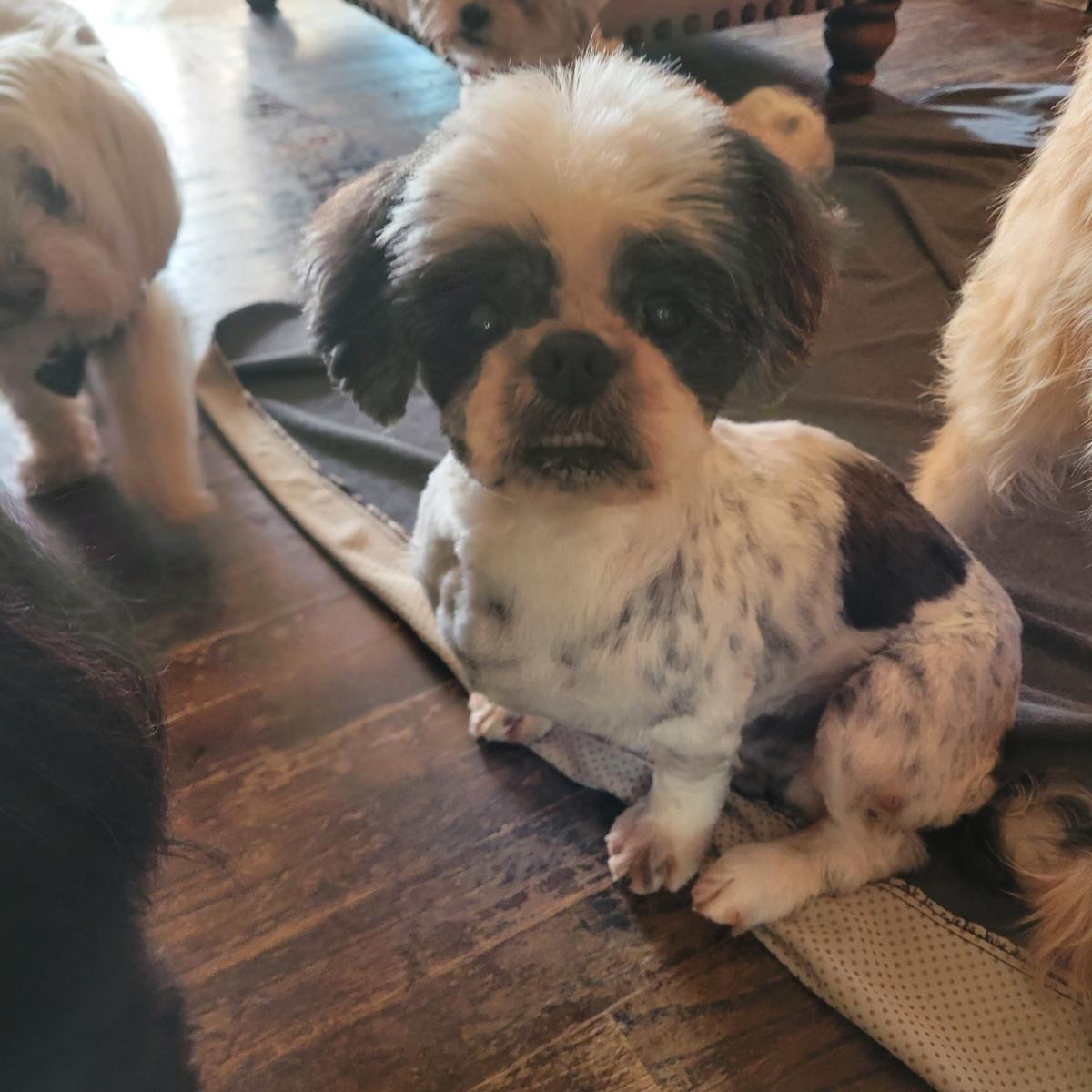 Samson ( Seeking out like minded holistic adopters), a ADOPTABLE Shih Tzu in Warren, MI image 1/3