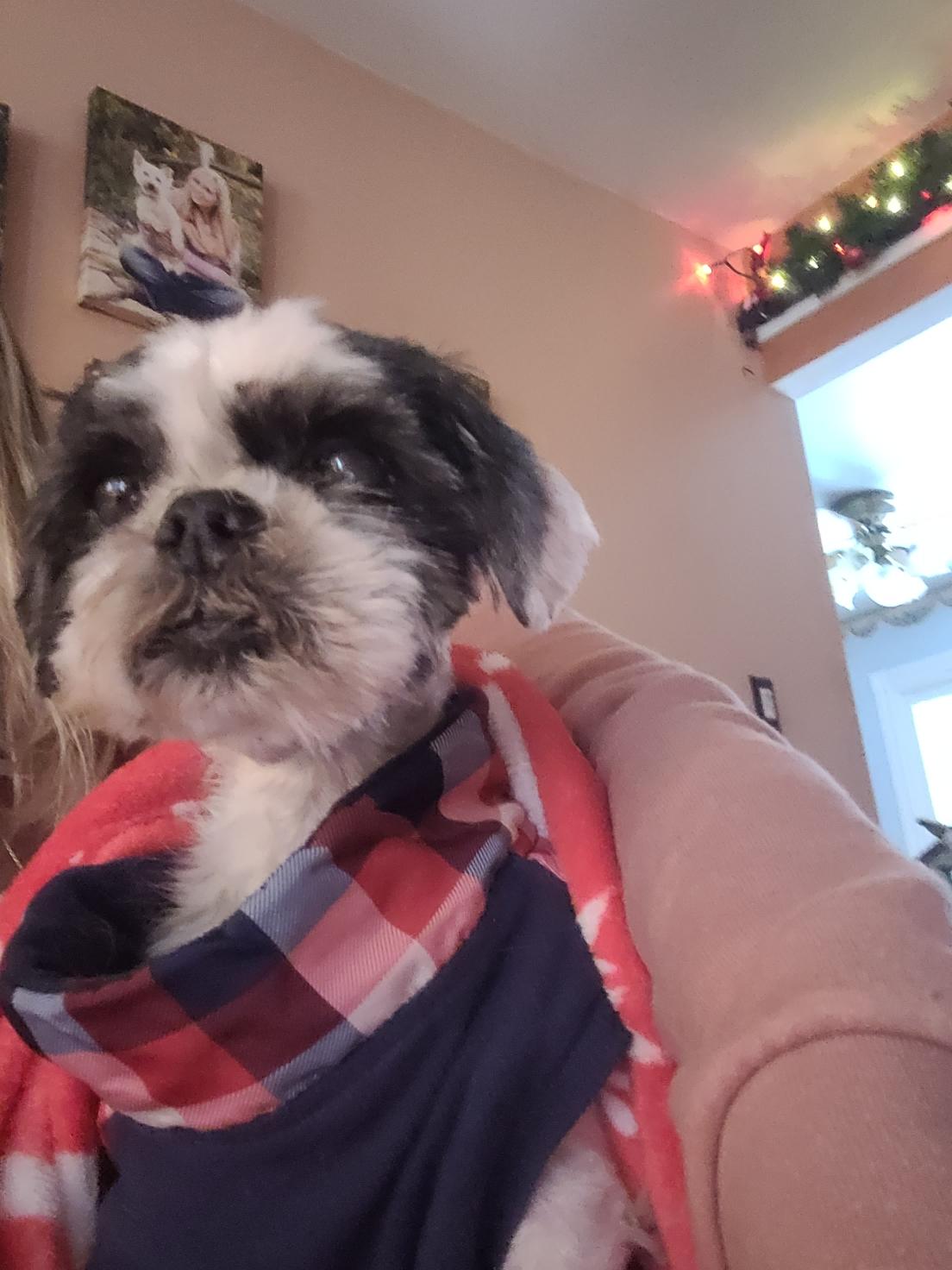 Samson ( Seeking out like minded holistic adopters), a ADOPTABLE Shih Tzu in Warren, MI image 3/3