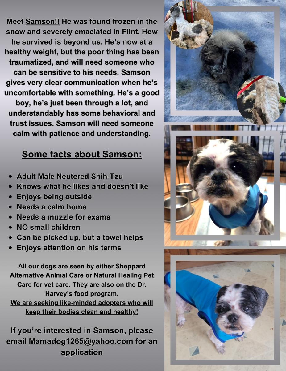 Samson ( Seeking out like minded holistic adopters), a ADOPTABLE Shih Tzu in Warren, MI image 2/3