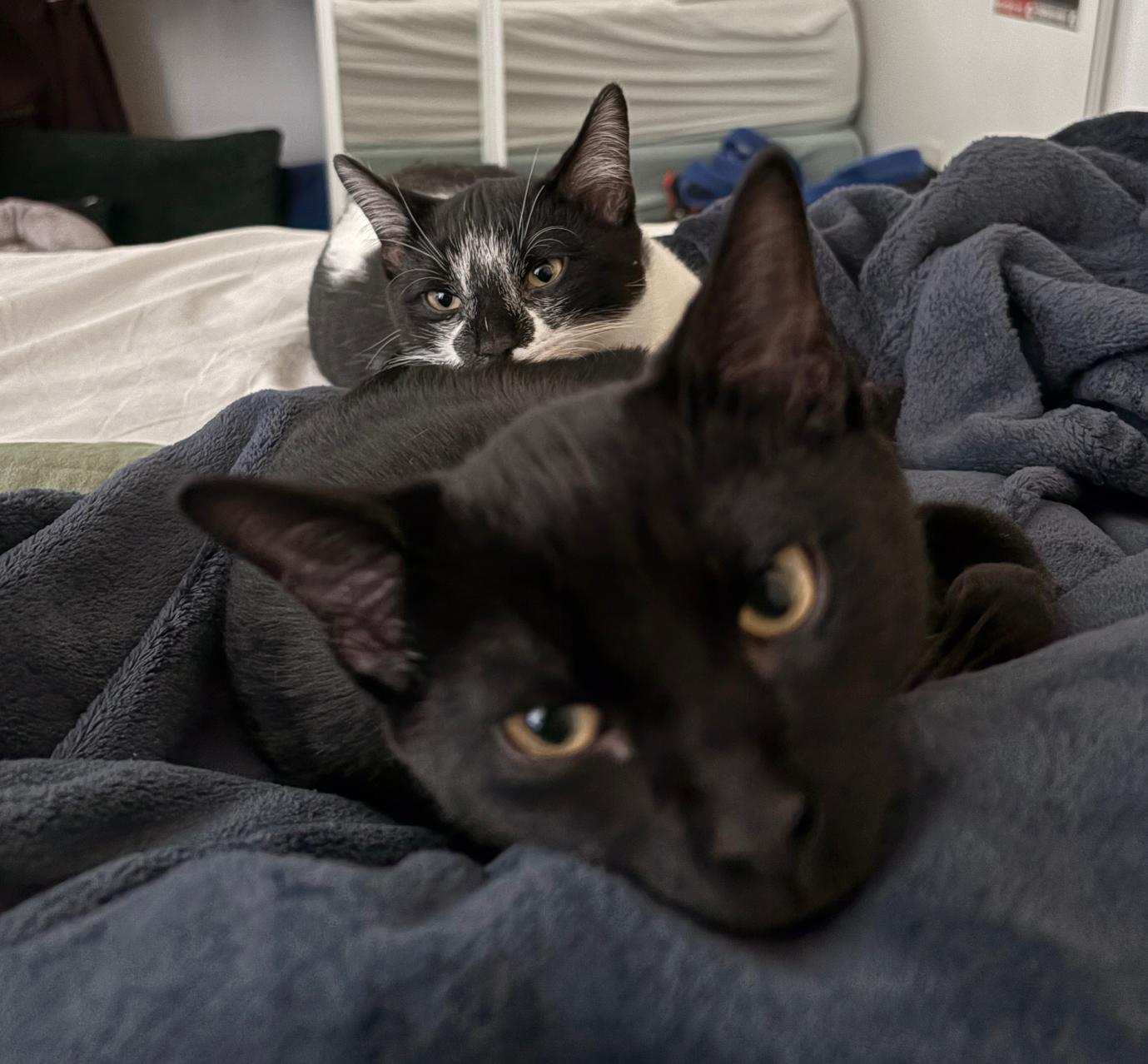 Moomoo *MUST BE ADOPTED WITH MOCHA*, a ADOPTABLE Domestic Short Hair in Toronto, ON image 4/4