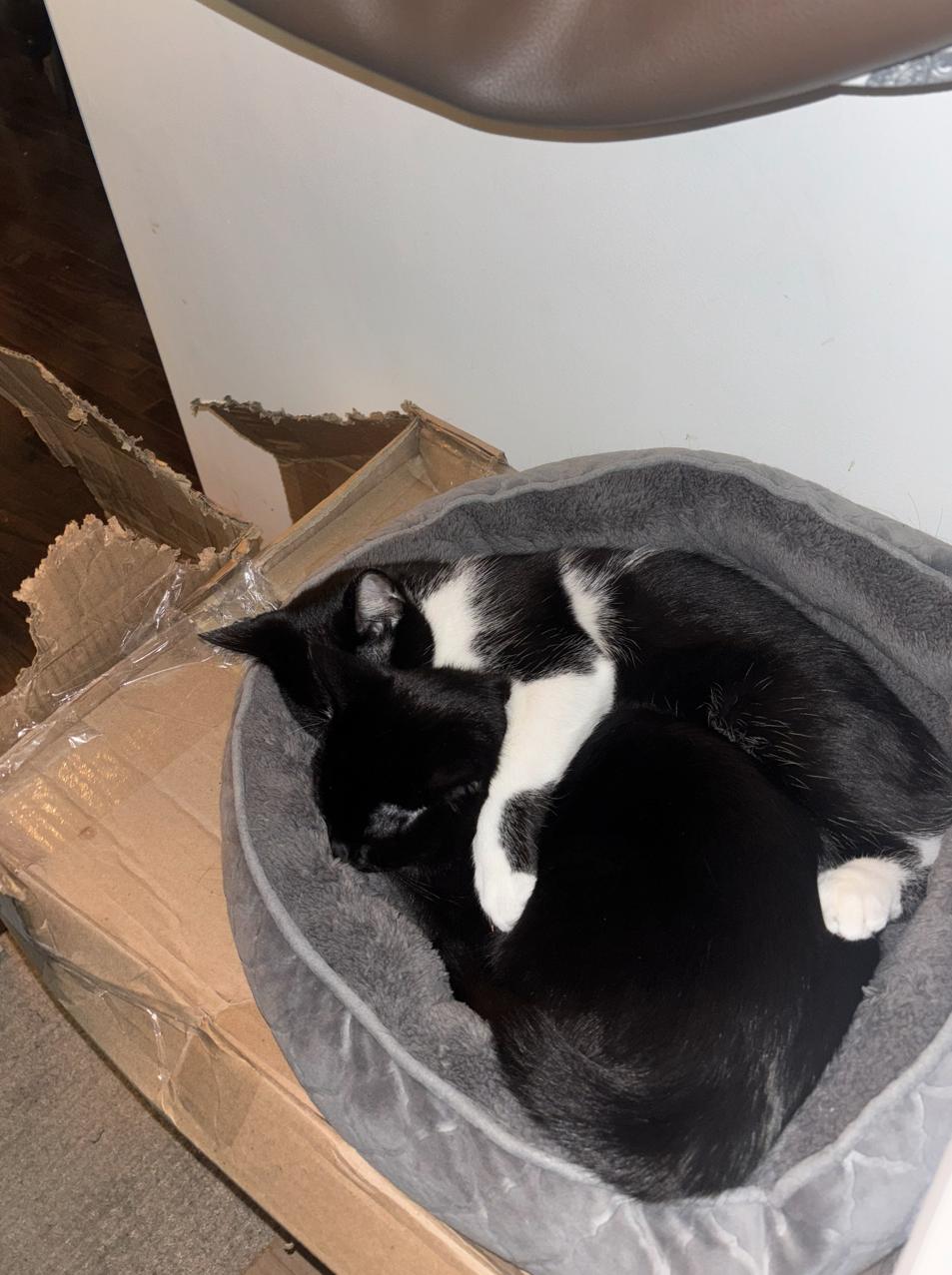 Moomoo *MUST BE ADOPTED WITH MOCHA*, a ADOPTABLE Domestic Short Hair in Toronto, ON image 3/4