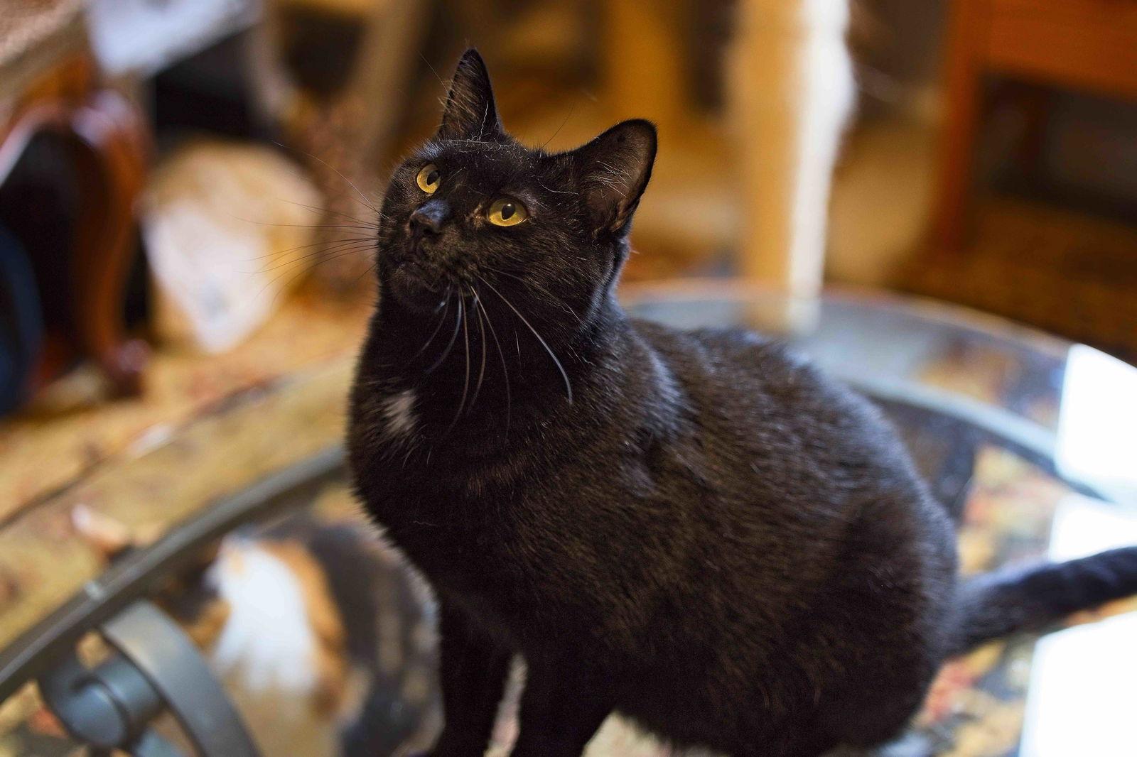 Eve, a Adoptable Domestic Short Hair in Buford, GA image 1/3