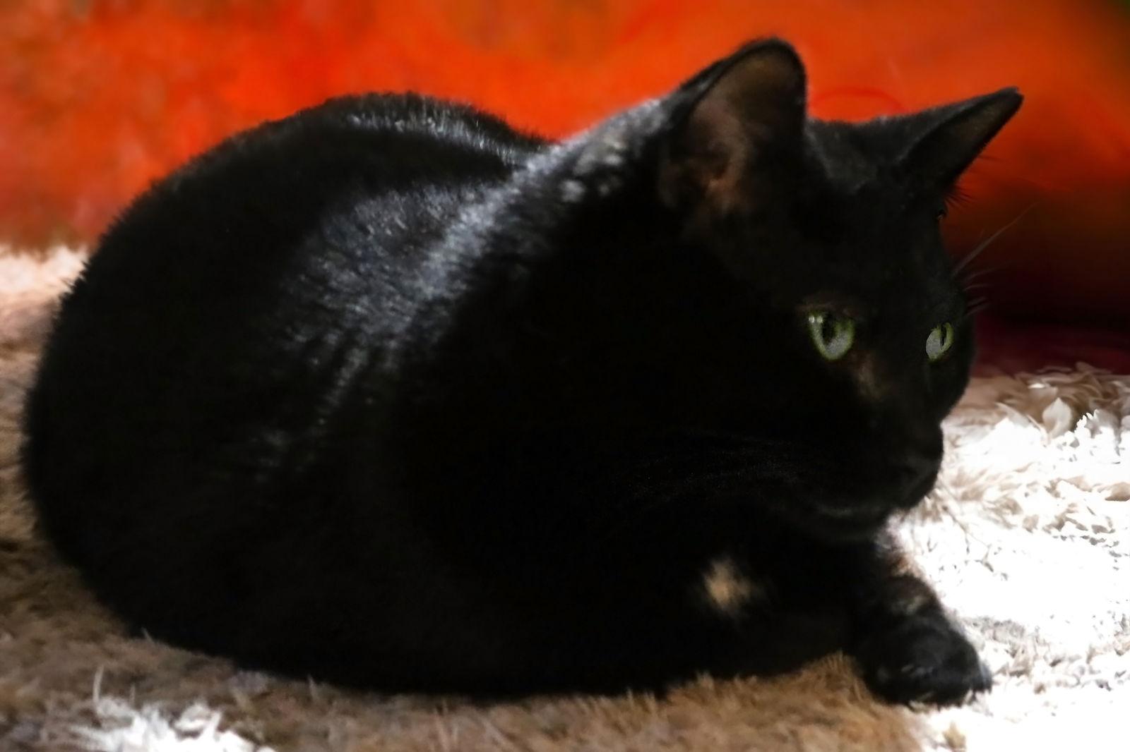 Eve, a Adoptable Domestic Short Hair in Buford, GA image 2/3