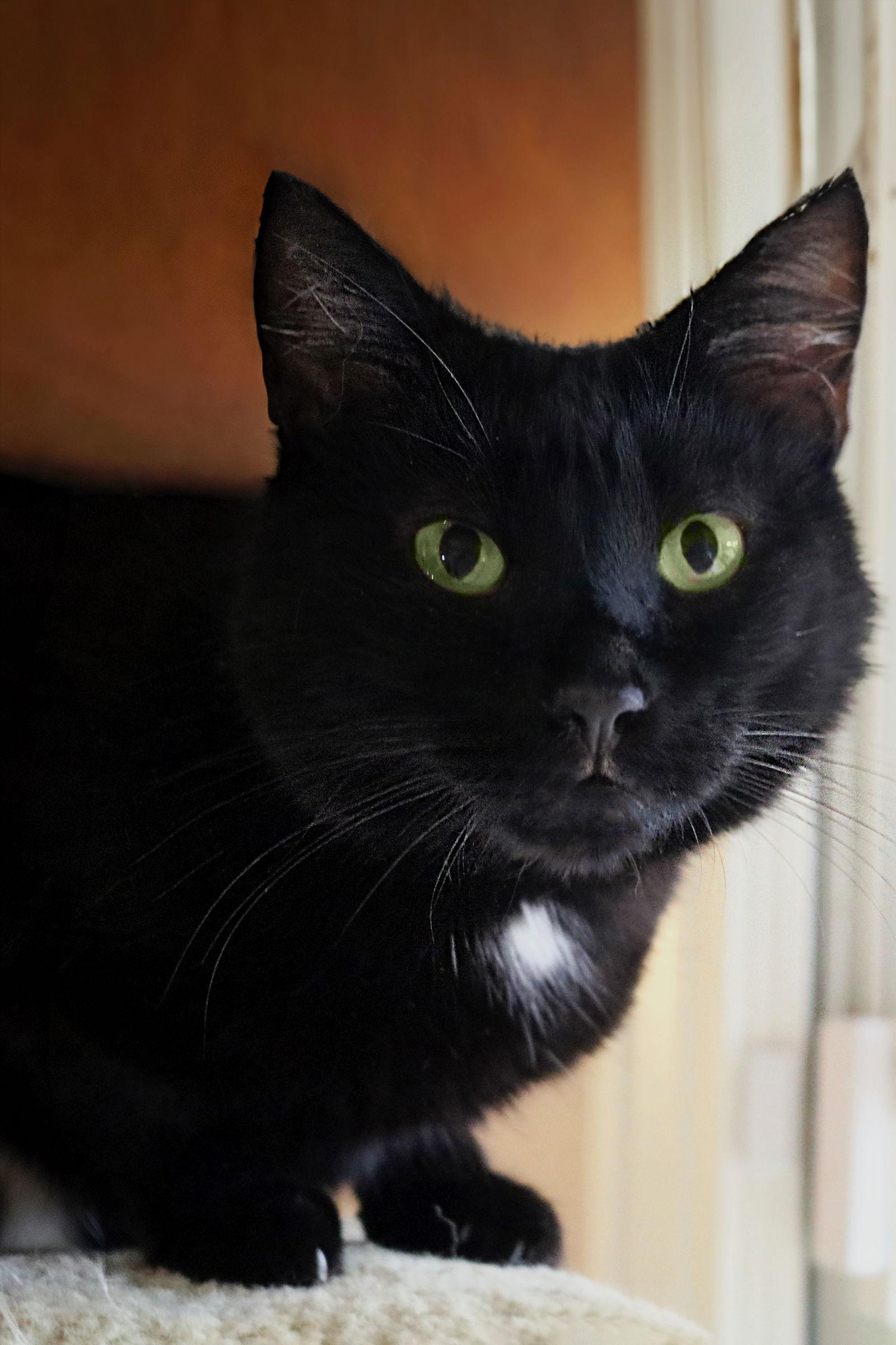 Eve, a Adoptable Domestic Short Hair in Buford, GA image 3/3