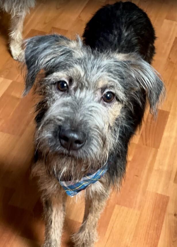 Enlarge Odin, a Adoptable mixed breed in Delta, CO image 1/1