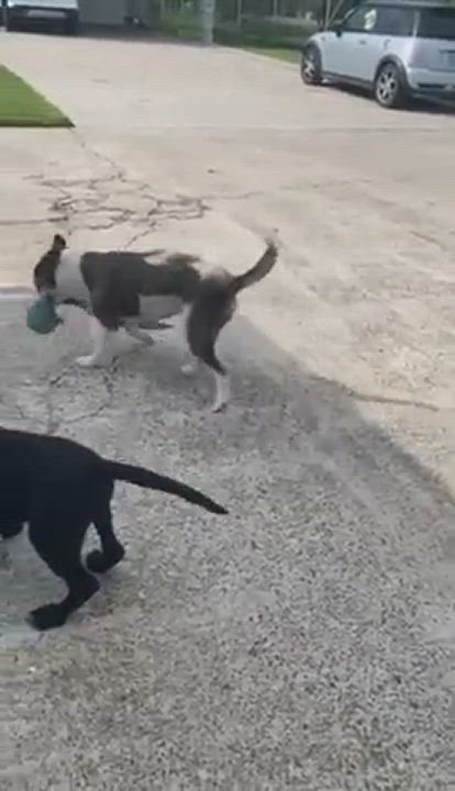 Enlarge Hazelnut, a Adopted mixed breed in Portland, ME video 5/9