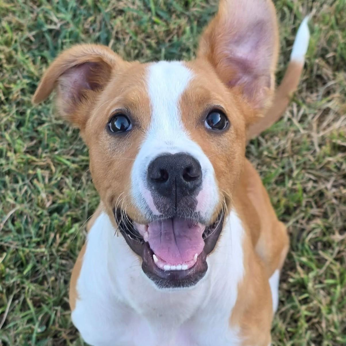 Kona, Adoptable, Puppy Male Pit Bull Terrier & Terrier.