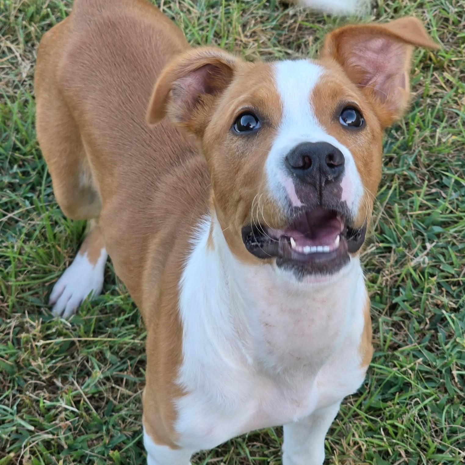 Enlarge Kona, a Adoptable mixed breed in Bryan, TX image 5/5