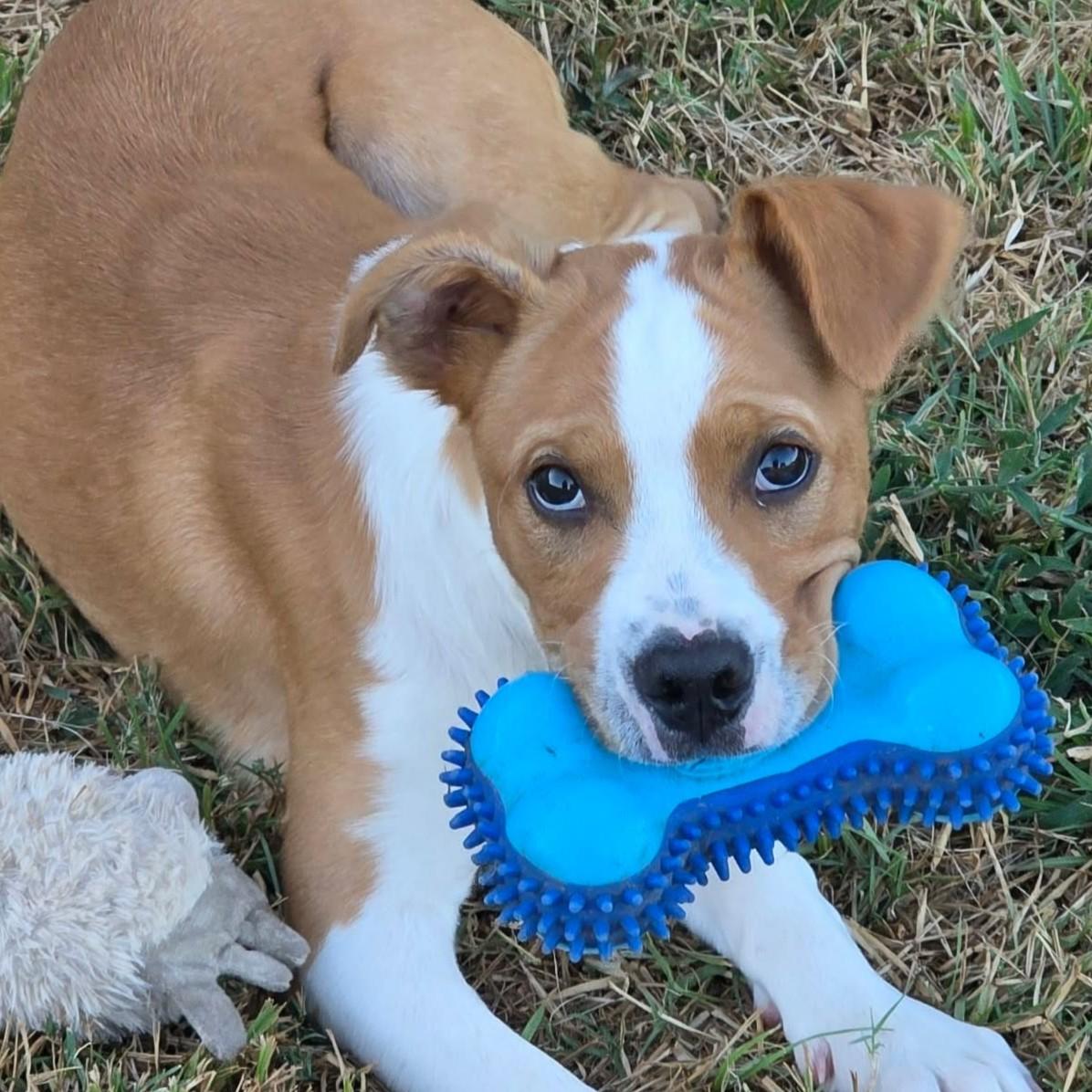 Enlarge Kona, a Adoptable mixed breed in Bryan, TX image 4/5