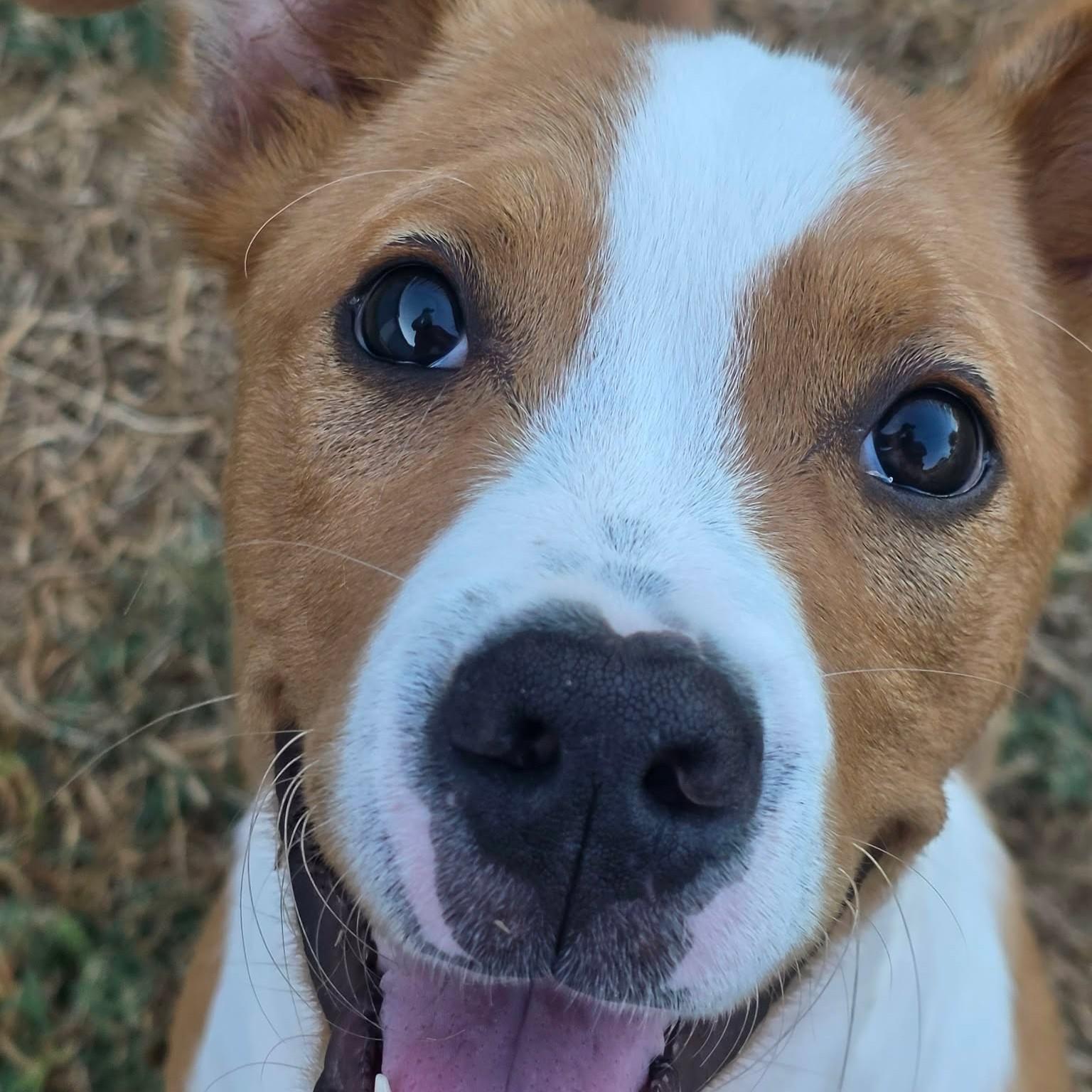 Enlarge Kona, a Adoptable mixed breed in Bryan, TX image 2/5