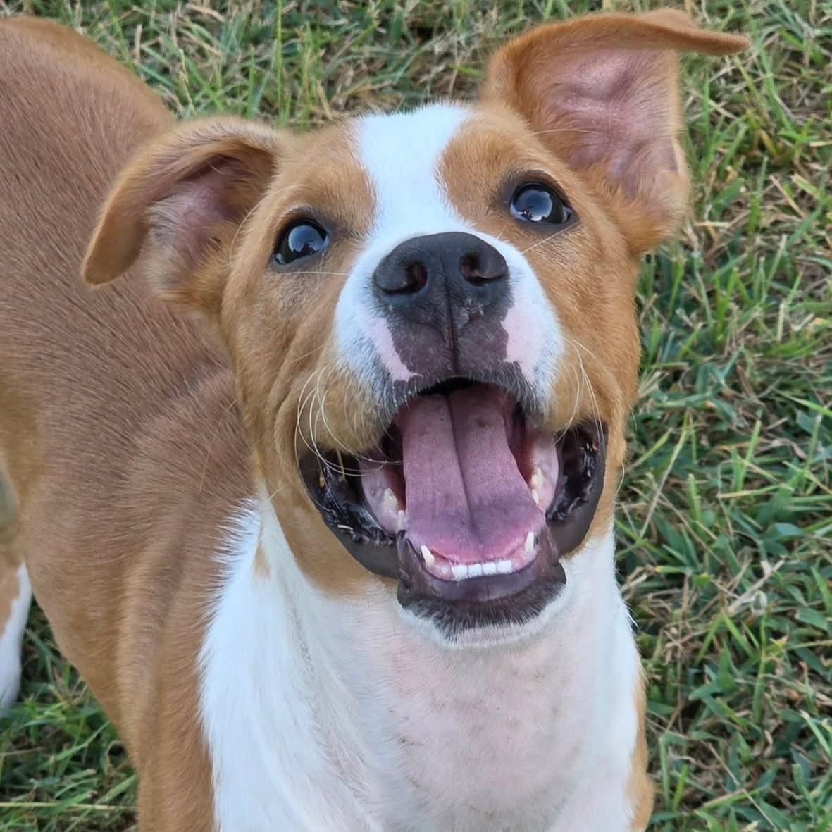Enlarge Kona, a Adoptable mixed breed in Bryan, TX image 3/5