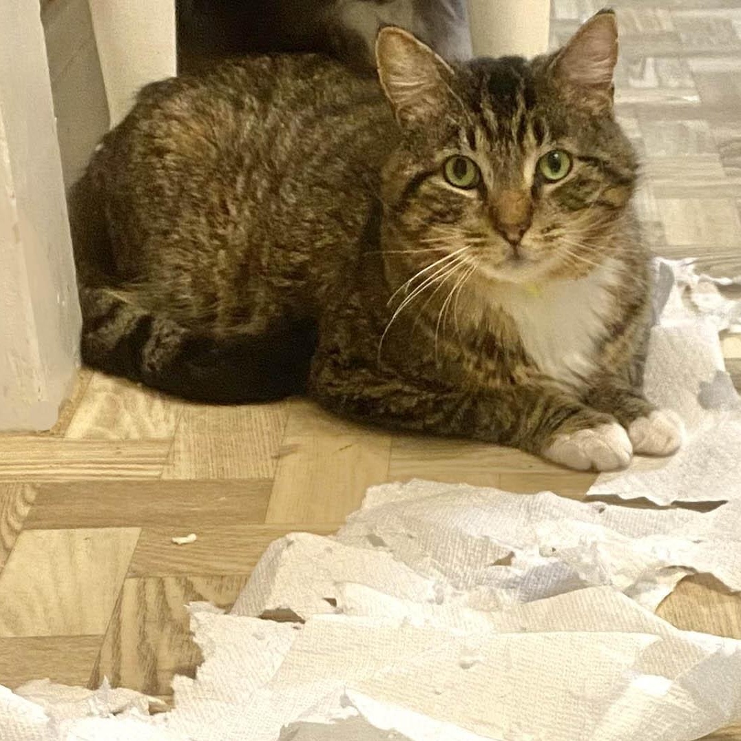 Wagner- three legs, adopted, Adult Male Domestic Short Hair.
